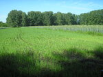 Selskokhozyaystvennaya artel Sady Sibiri (posyolok Leninskiy, Tsentralnaya ulitsa, 50), agricultural enterprise