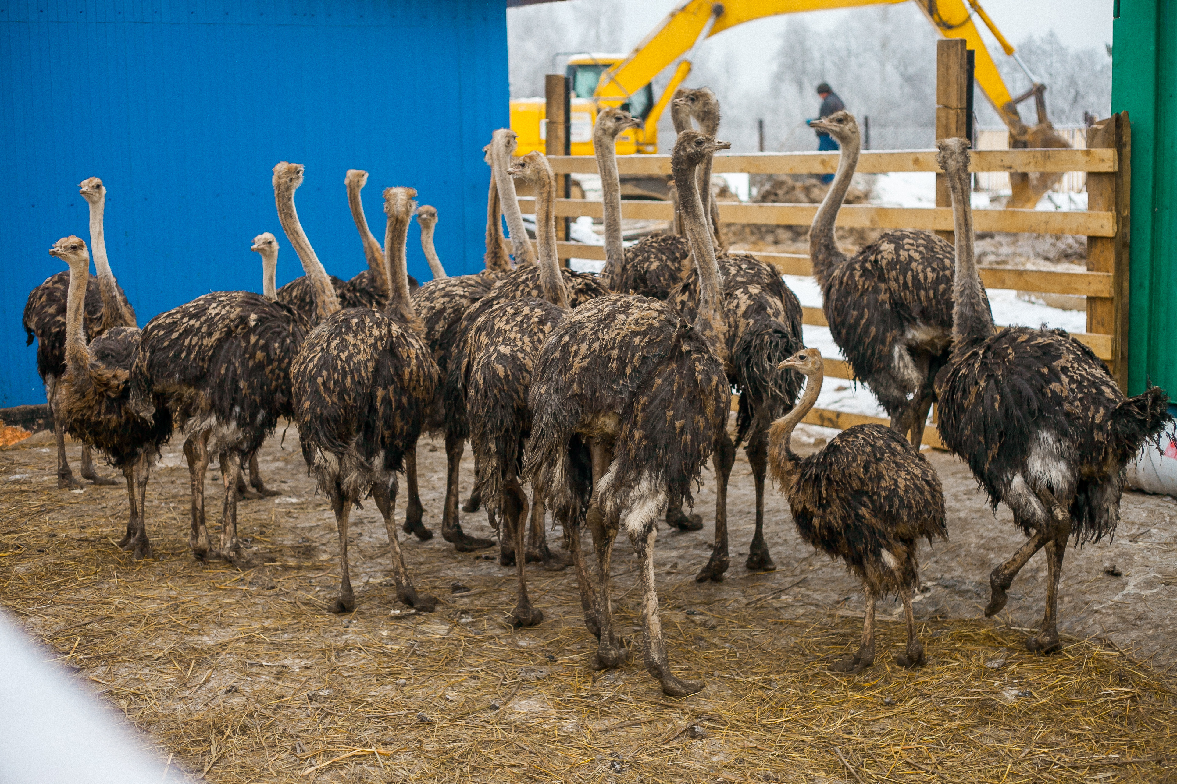 Фото Алёнушка