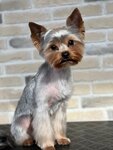 Groom Room (Алушта, улица Ленина, 116Д), pet salon