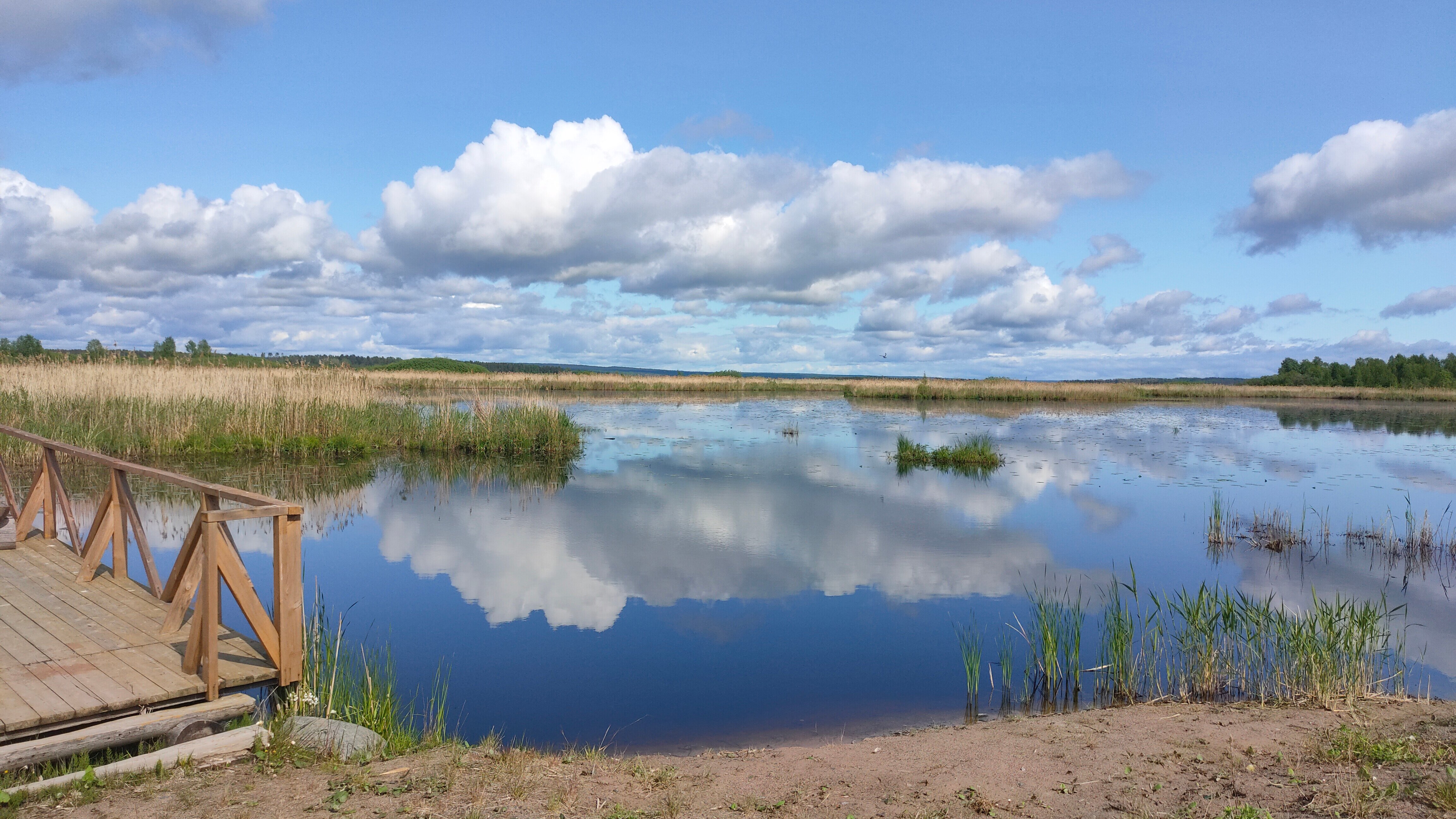 Фото Хитрый Лис