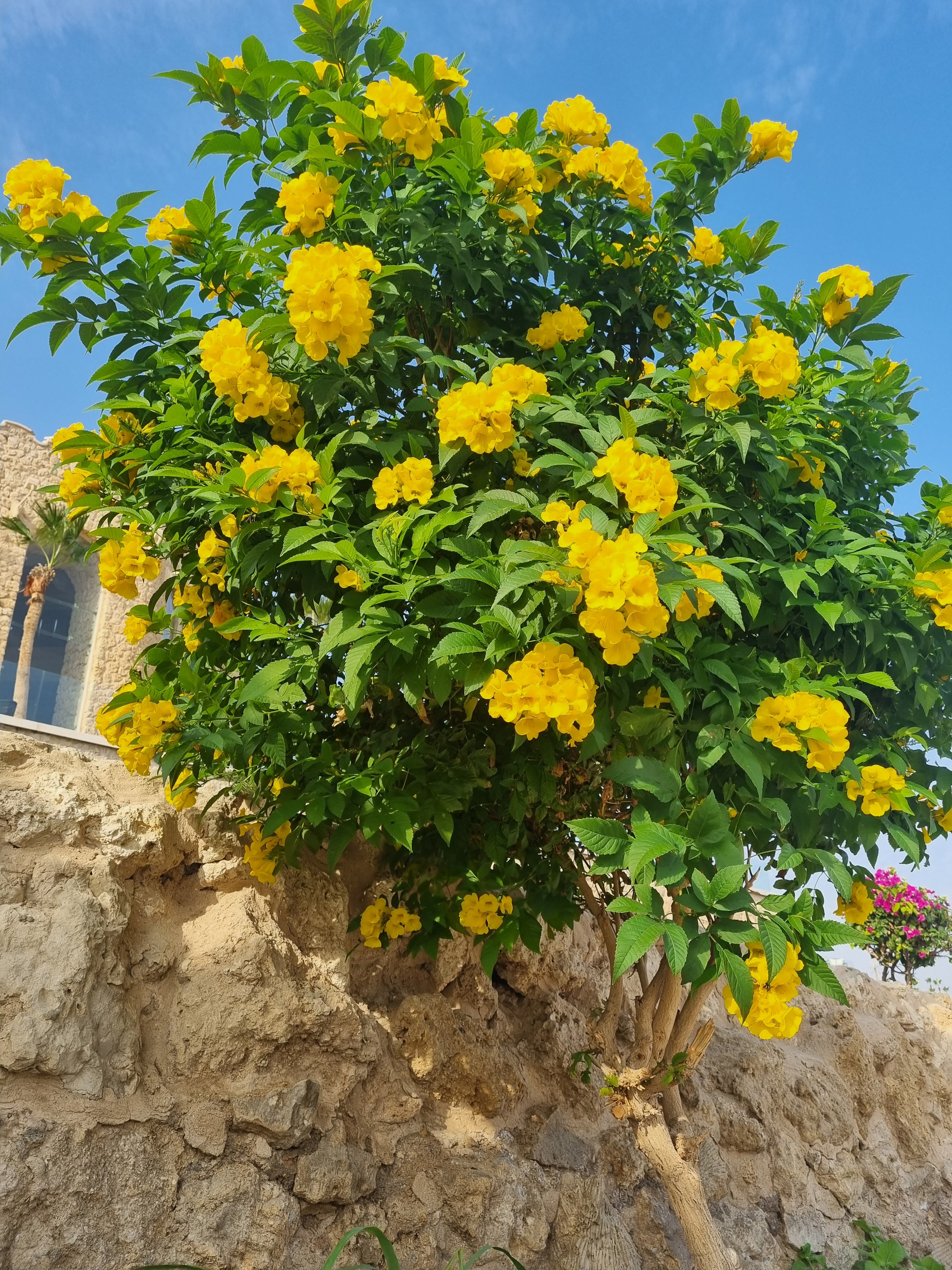 Фото Пикальбатрос Цитадель Резорт