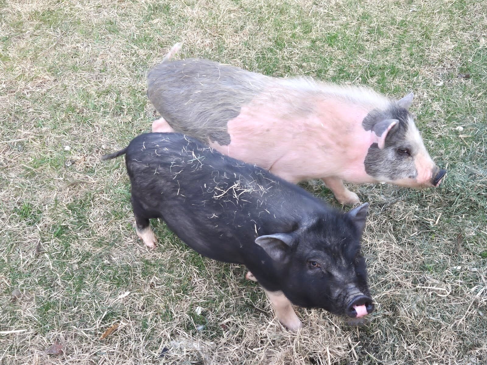 Фото Река лес