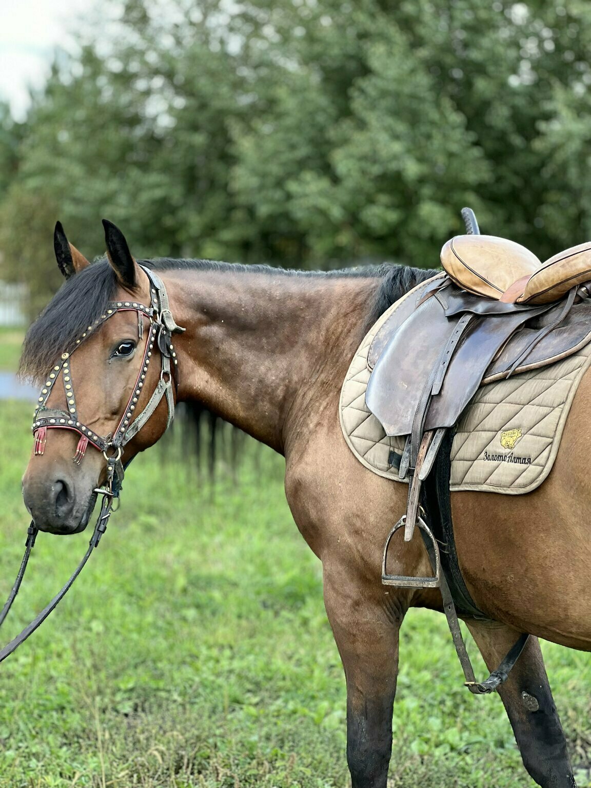 Фото Золото Алтая
