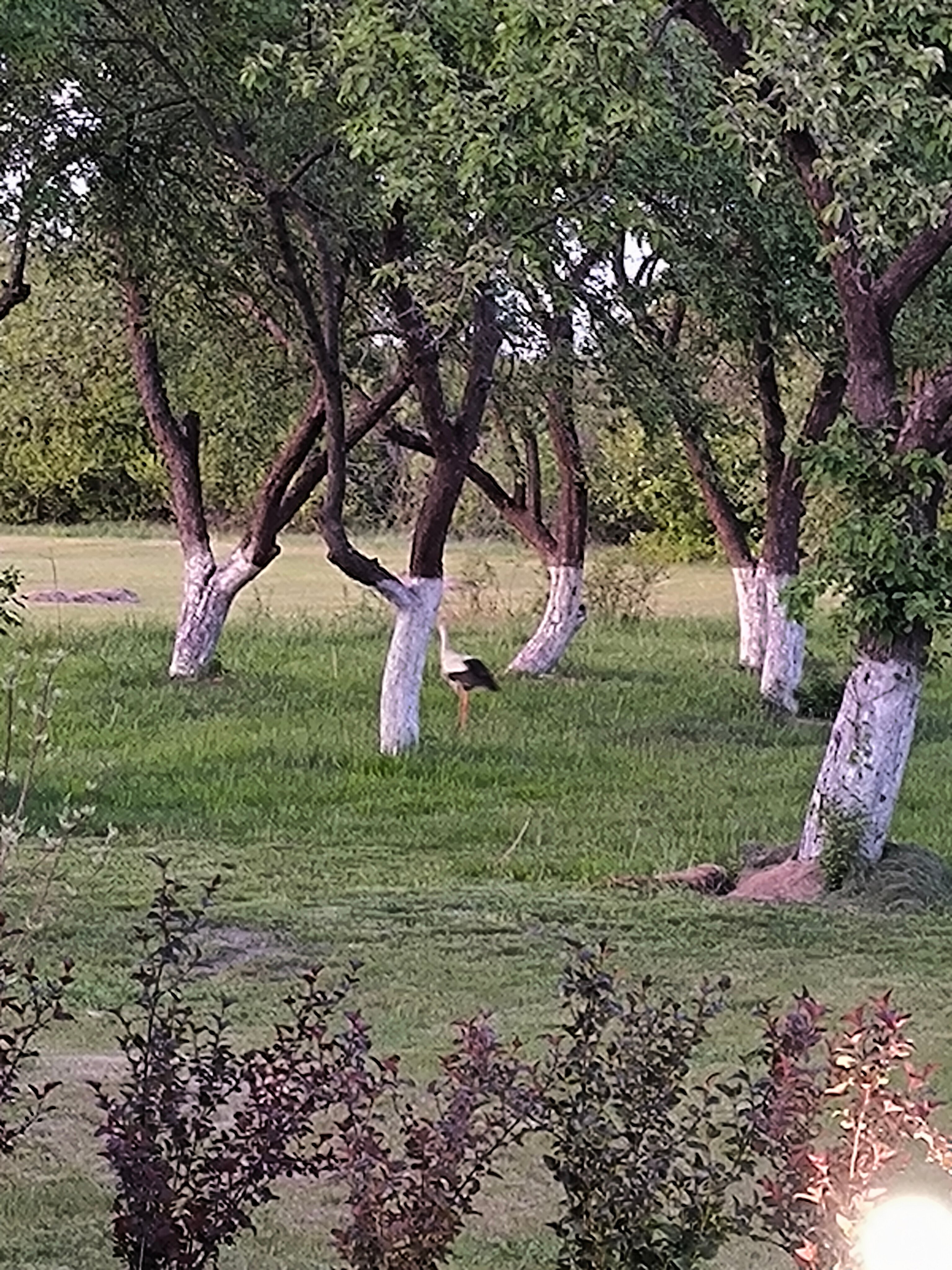 Фото Village Drewno