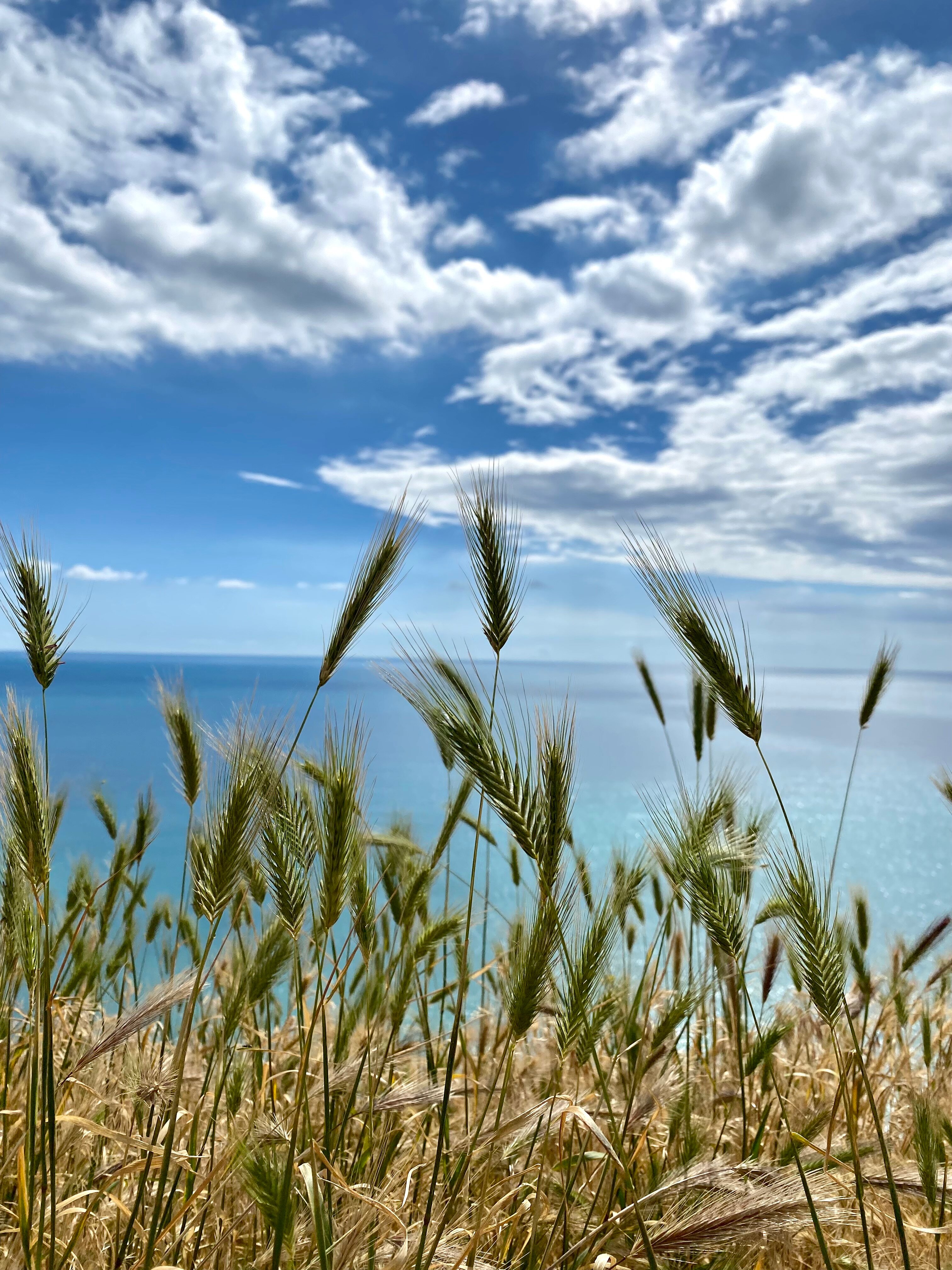 Фото Виколь