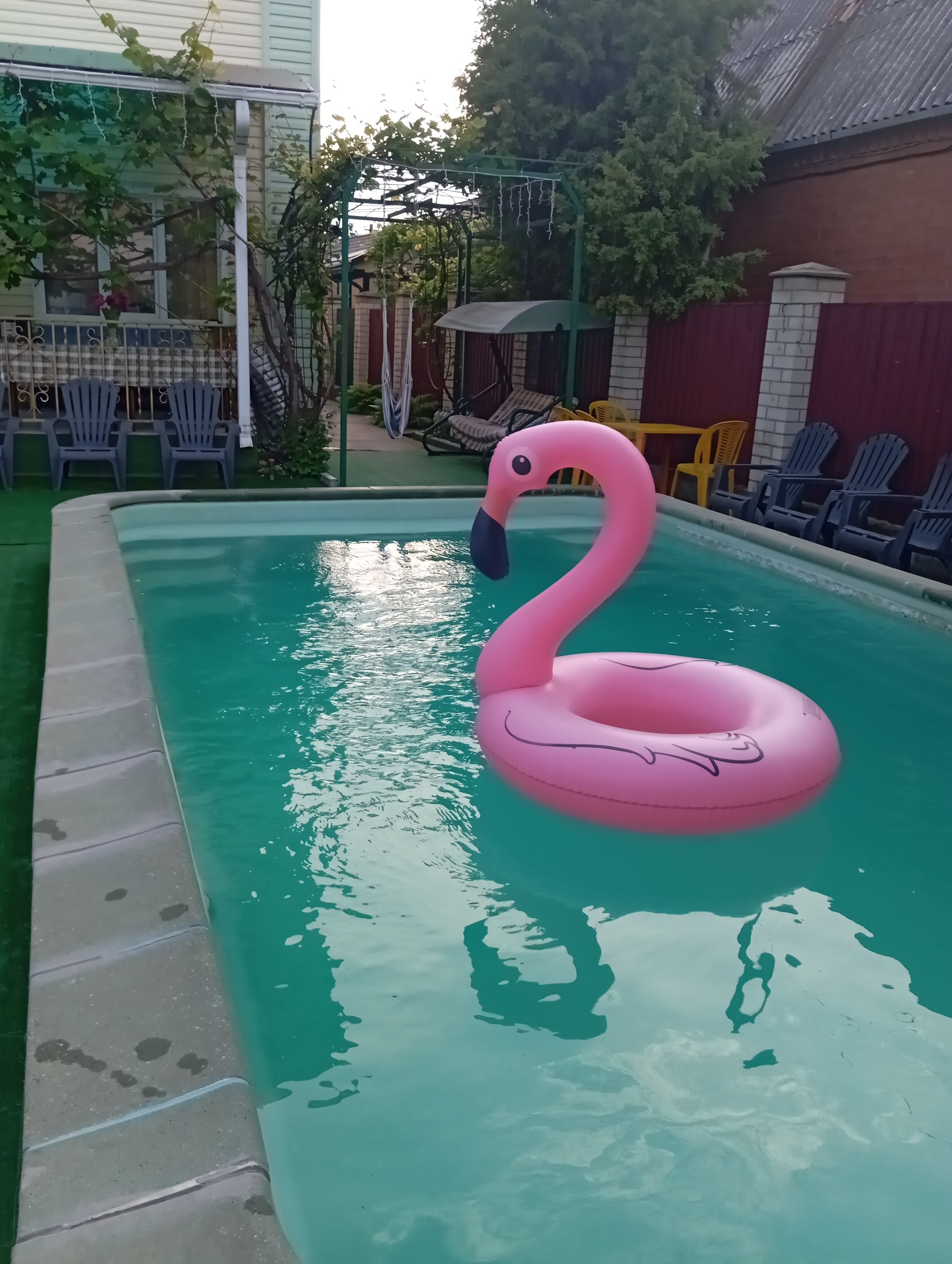 Фото Серебристая Чайка