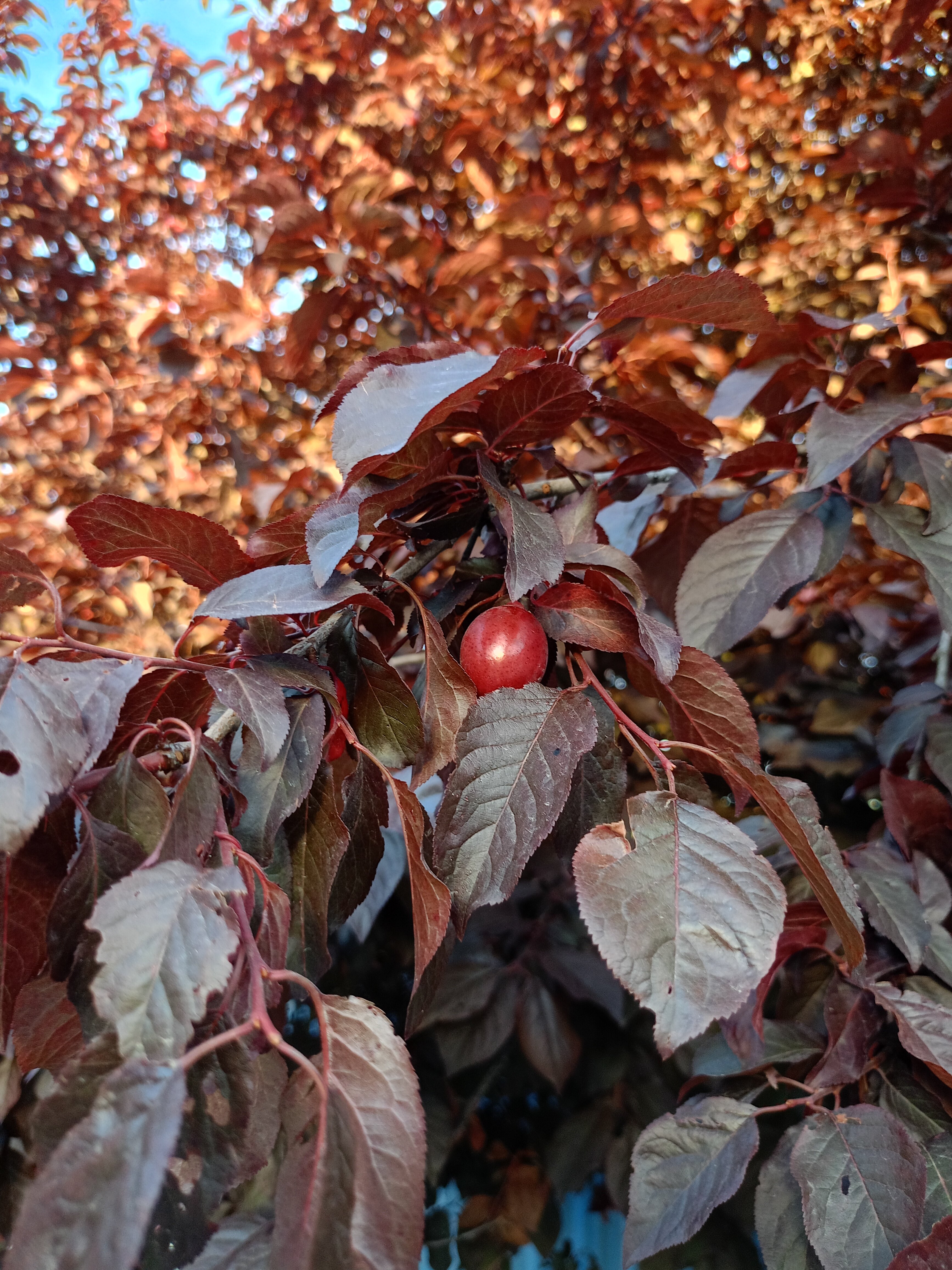 Фото Гостевой Дом Сатен
