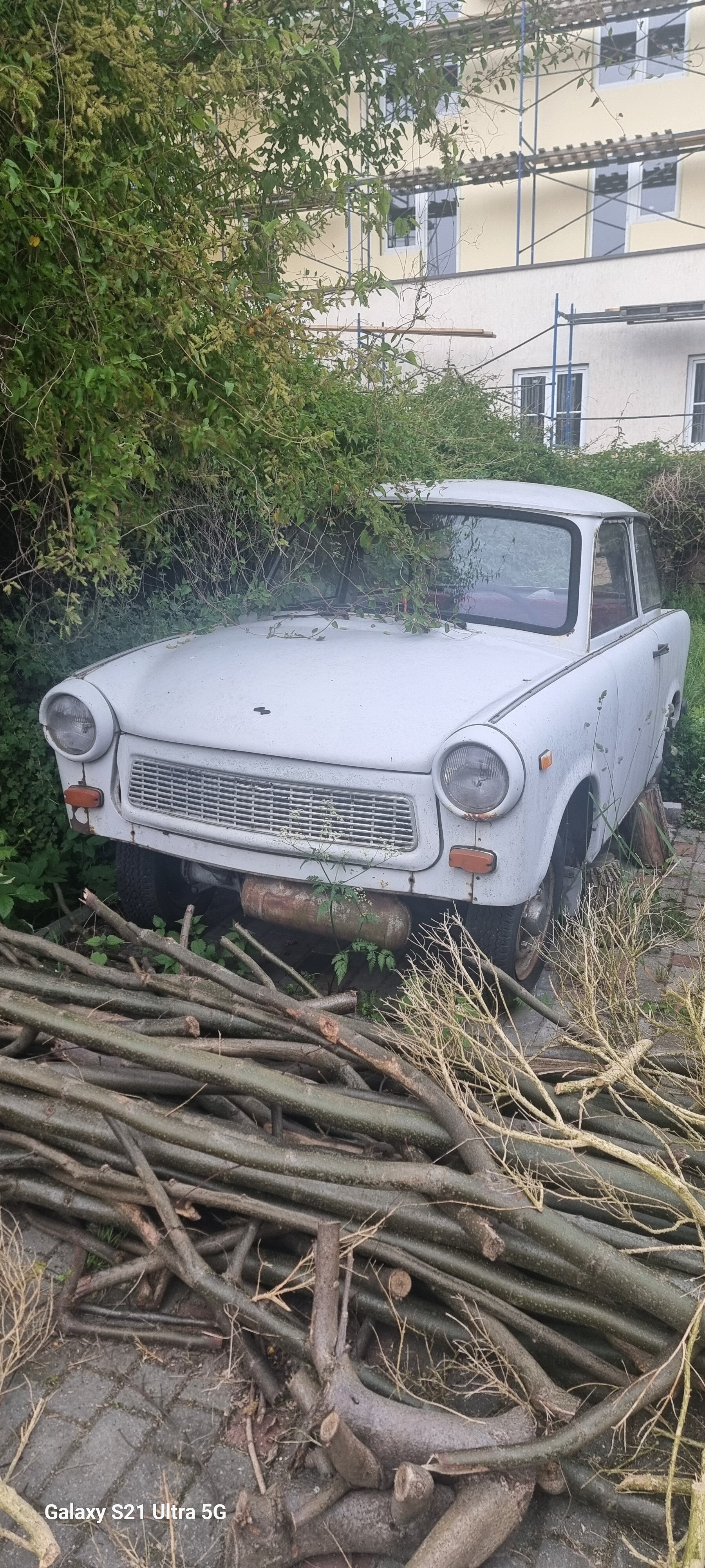 Фото Золотая Орхидея