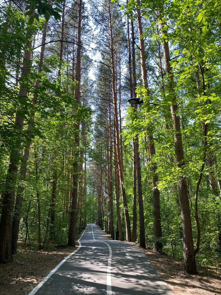 Nature Гилевская роща, Tyumen, photo
