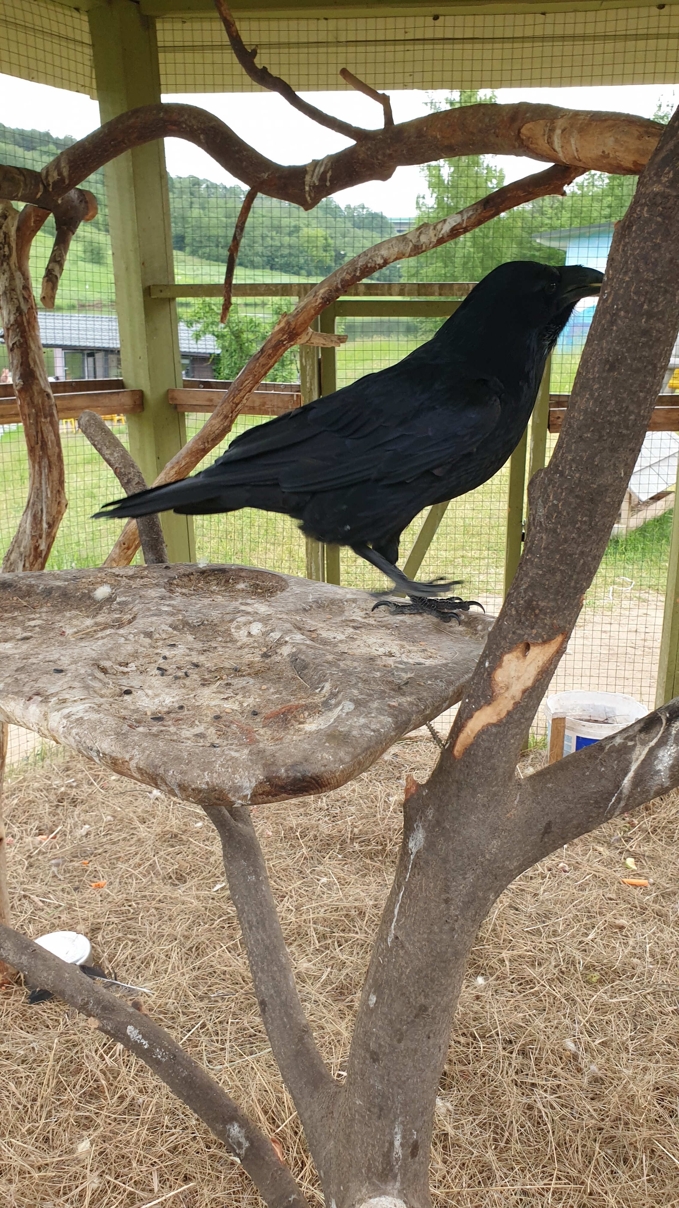 Фото Усадьба Ромашково