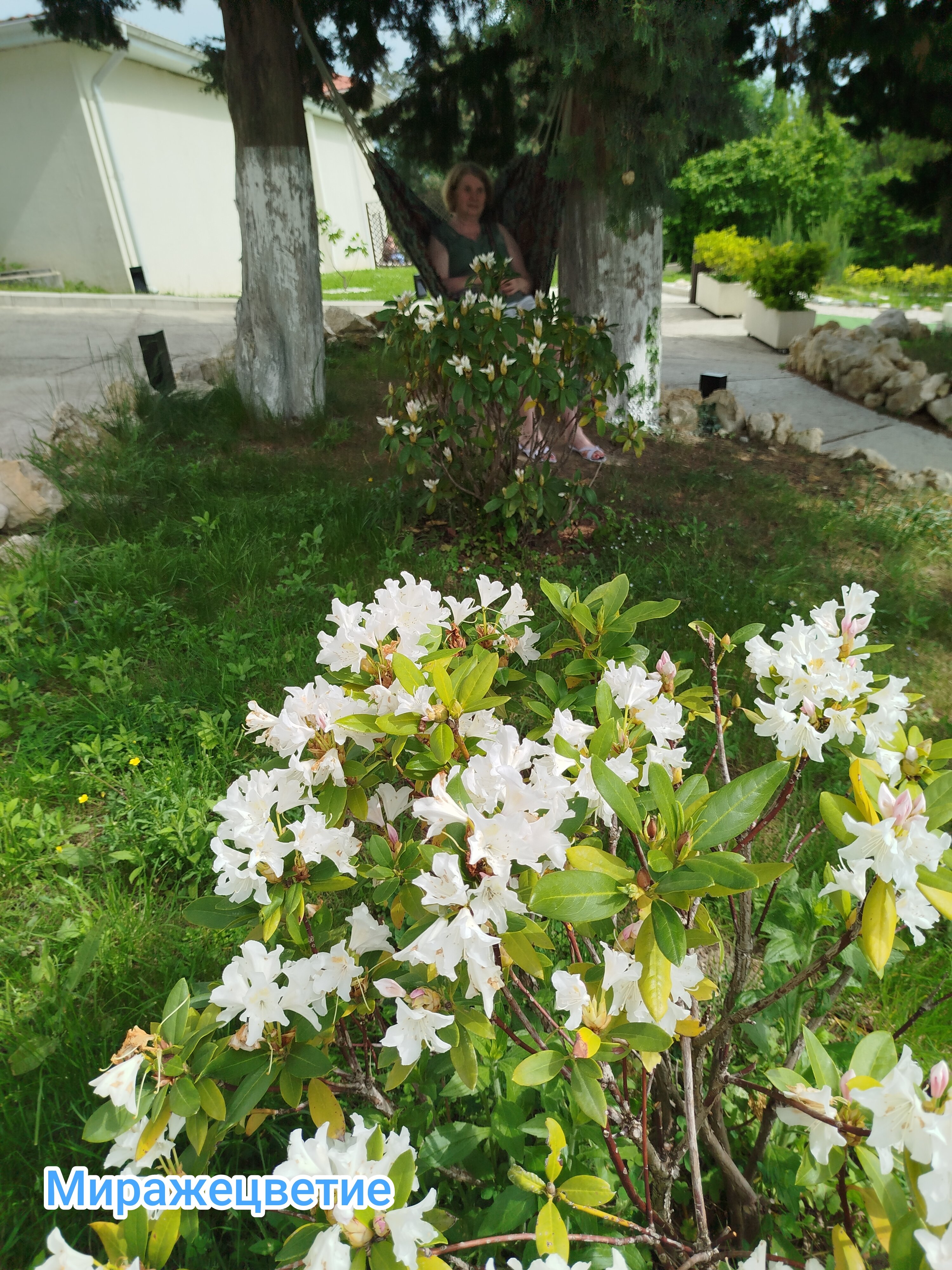 Фото 7 Кипарисов