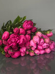 Flower House (Zaschitnikov Kavkaza Street, 37Б) ، محل زهور