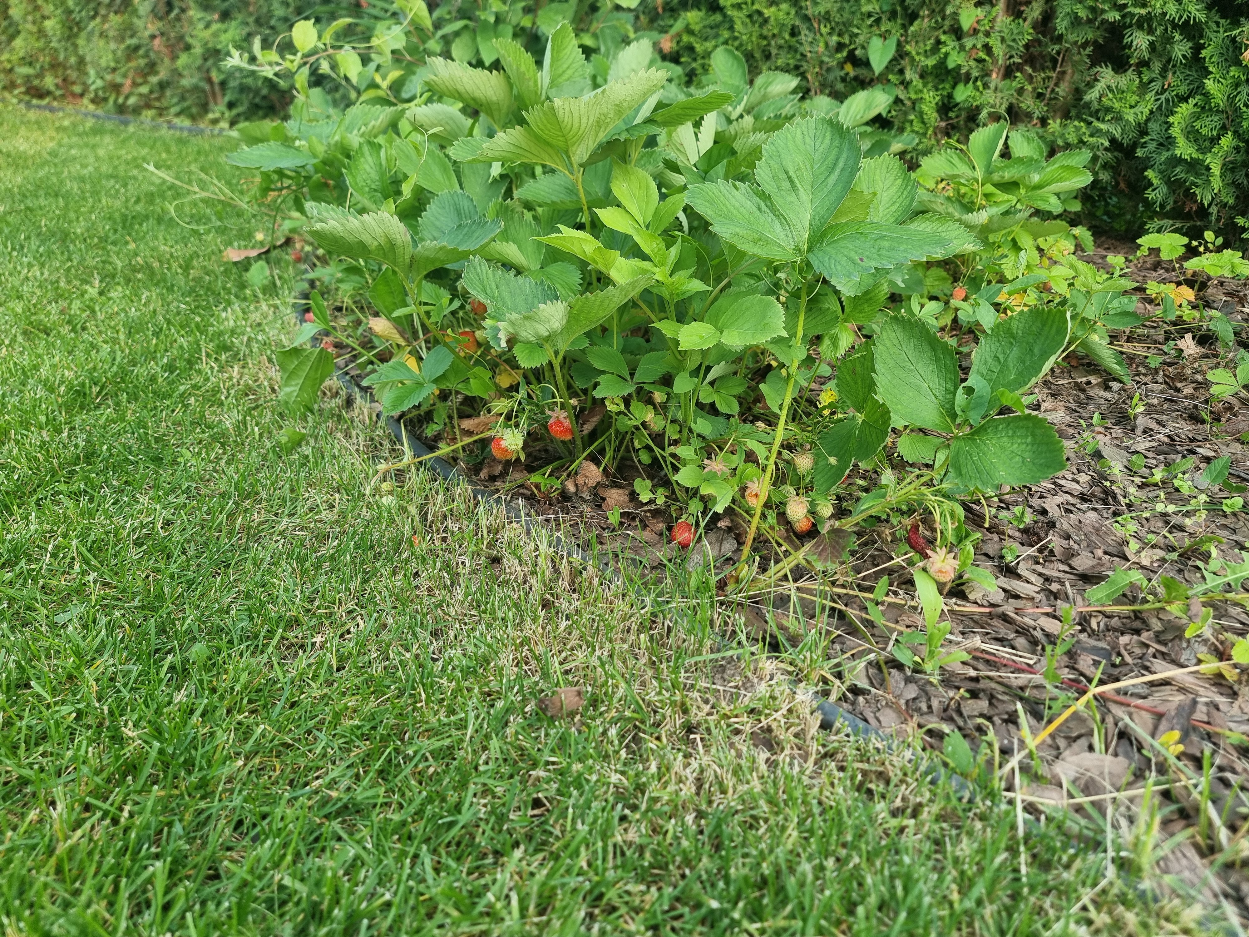 Фото Дача на юге