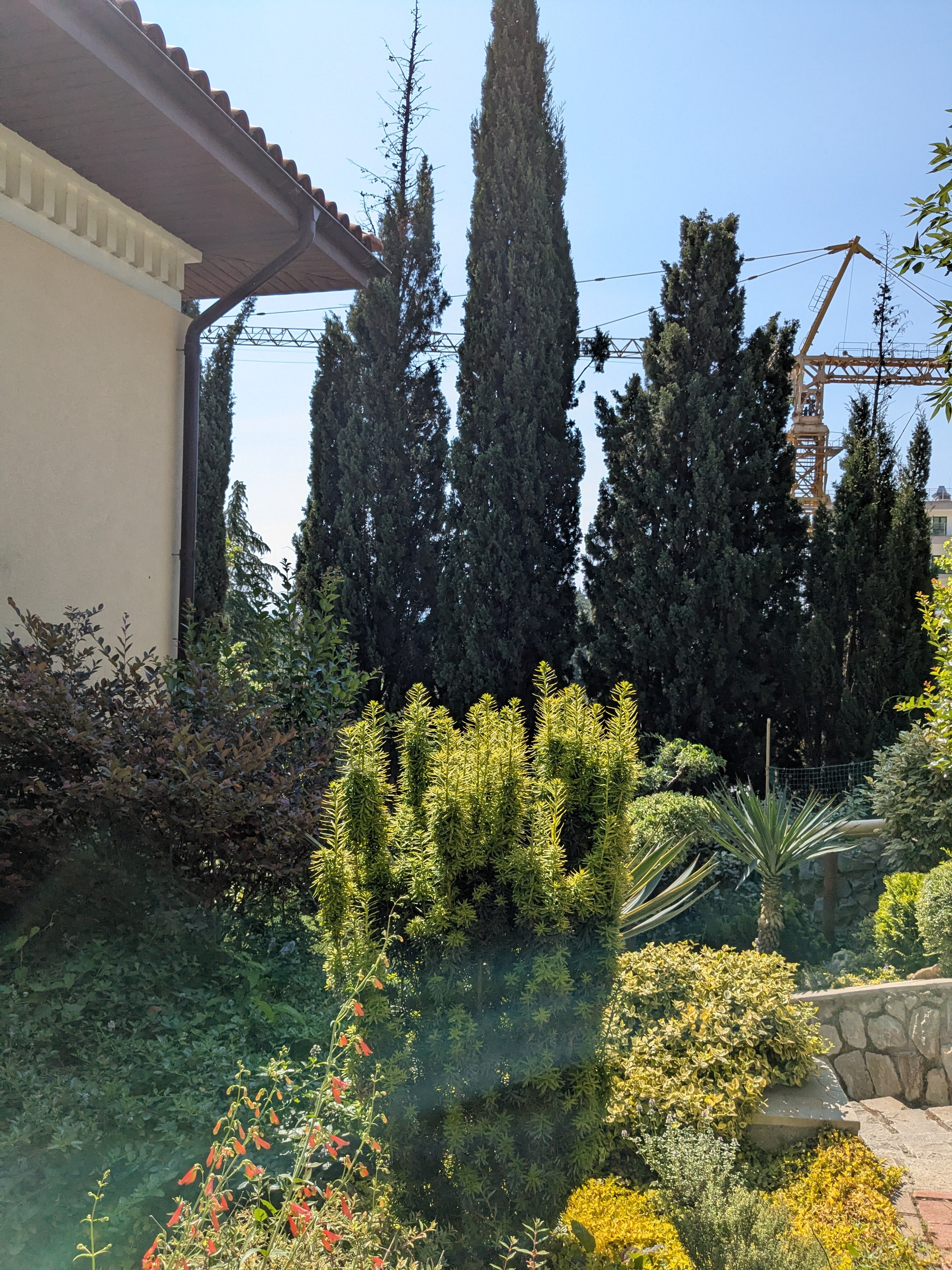 Фото Роза ветров