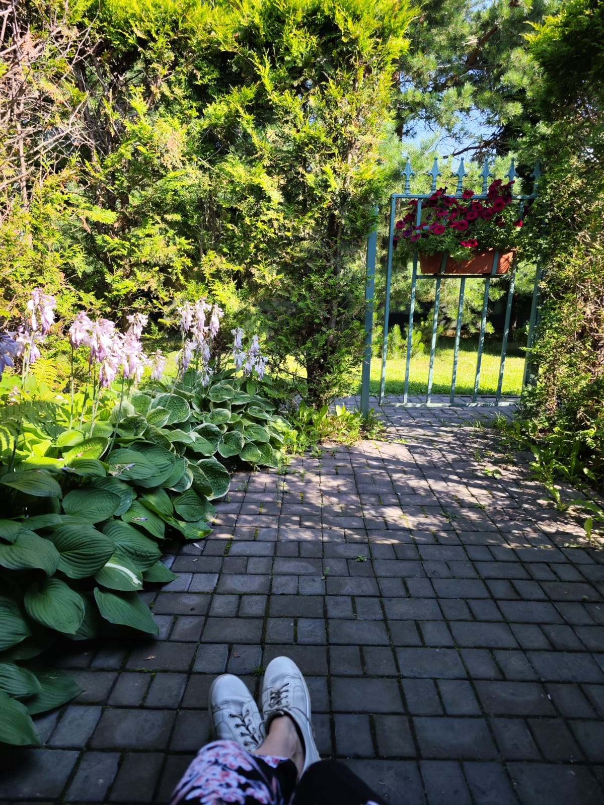 Фото Сытый Ежик