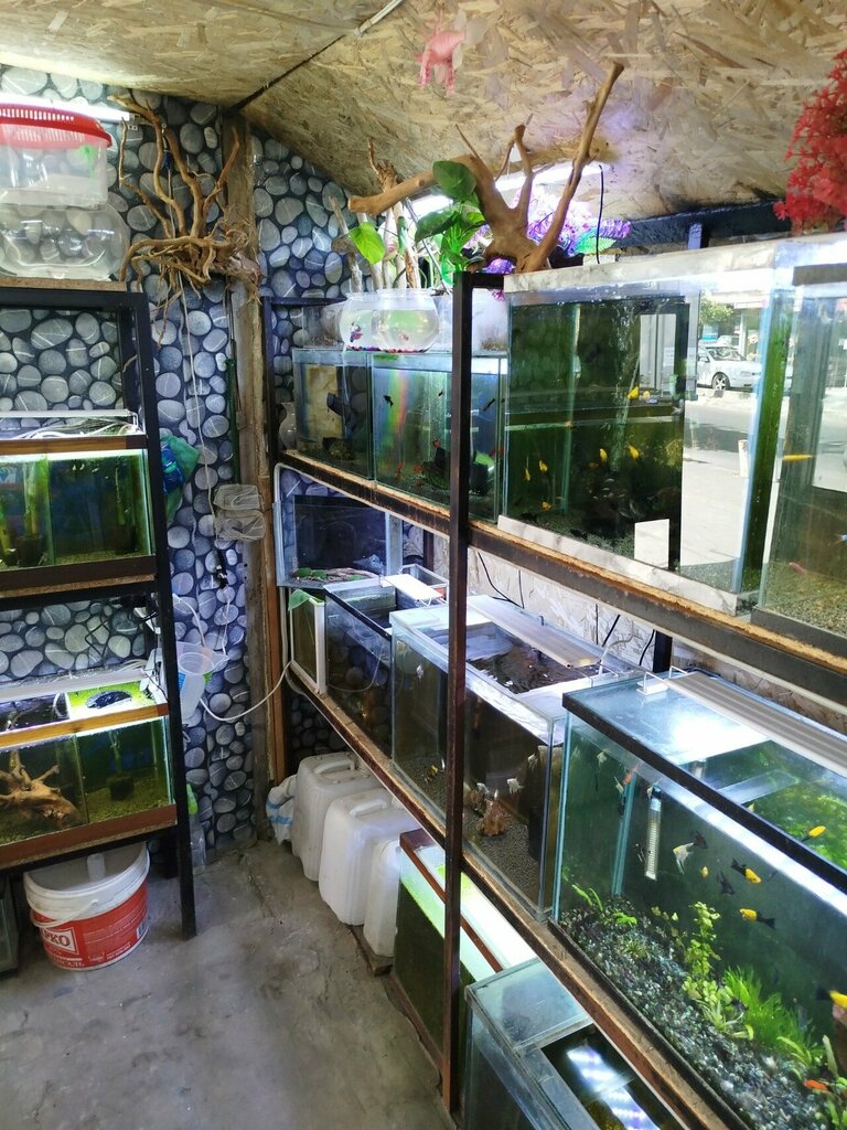 Pet shop Bird market, Yerevan, photo