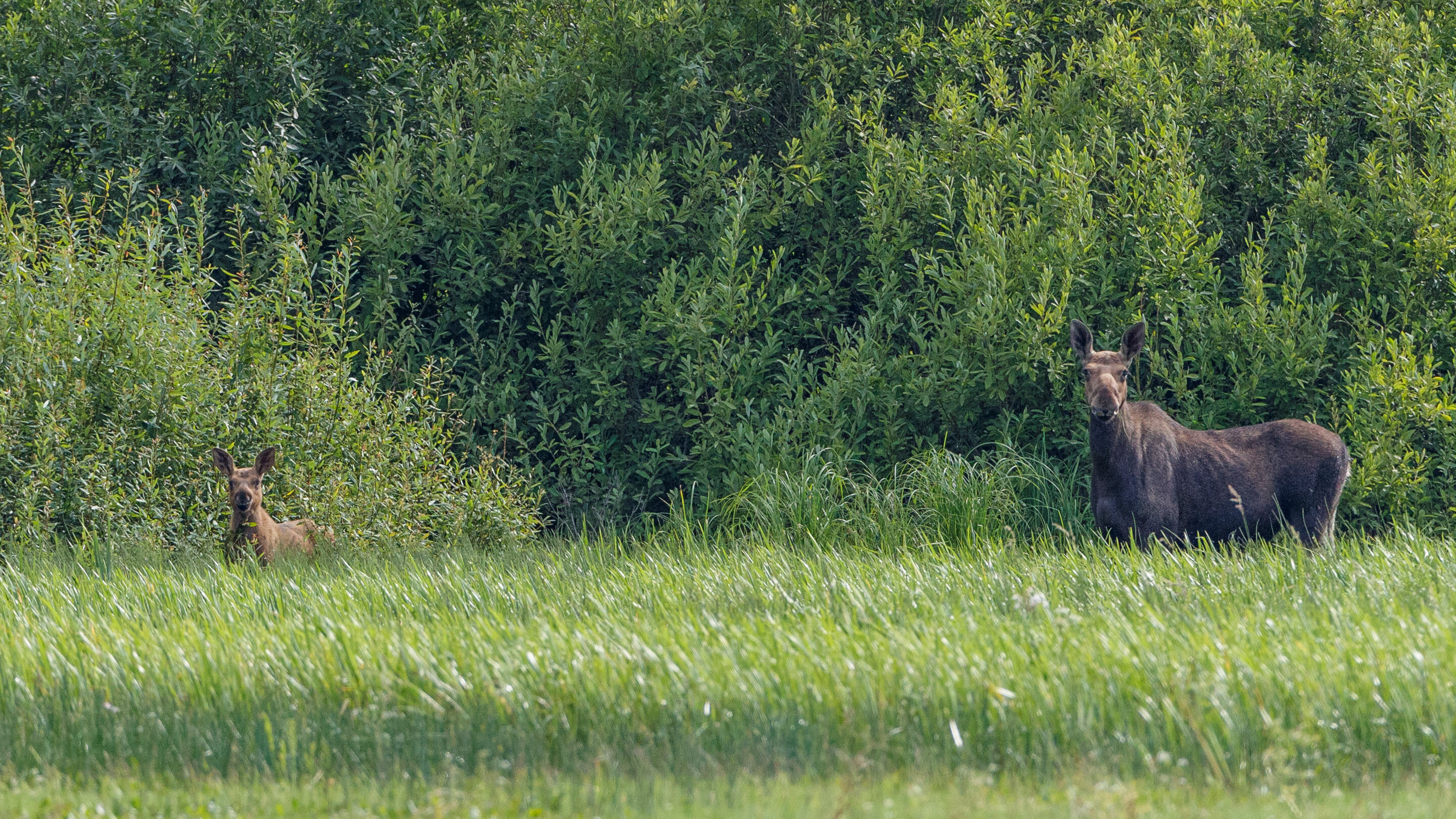 Фото Берег Мологи
