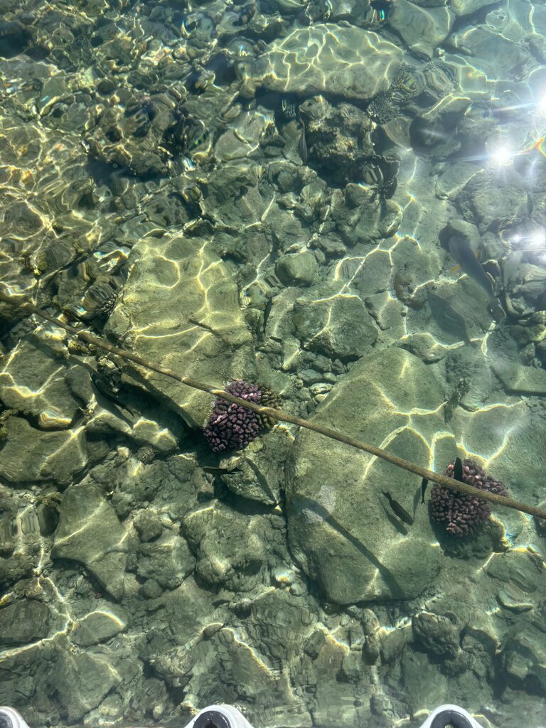 حانة، بار Elisir lobby bar ، شرم الشيخ، صورة