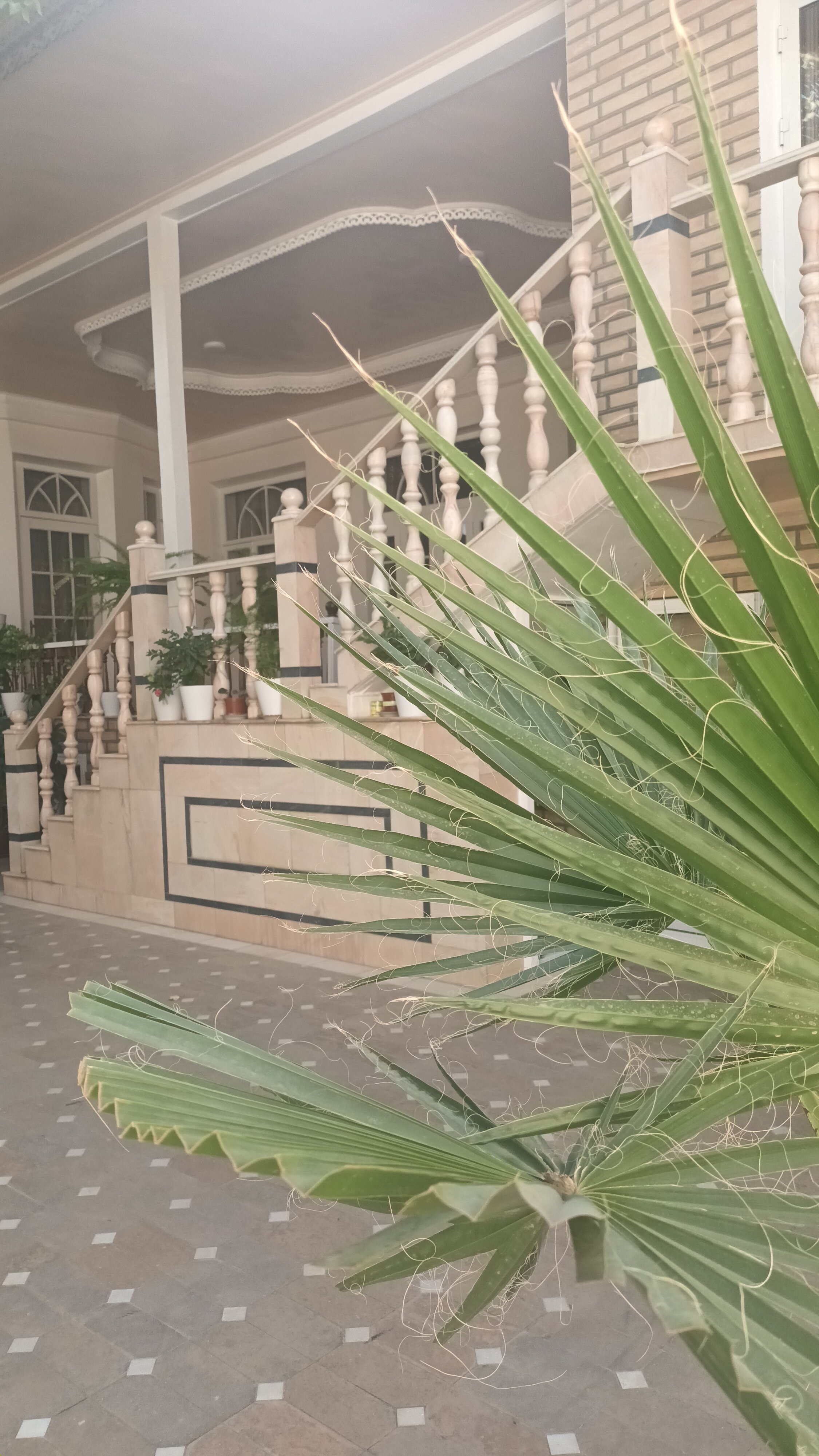 Фото Samarkand Ali