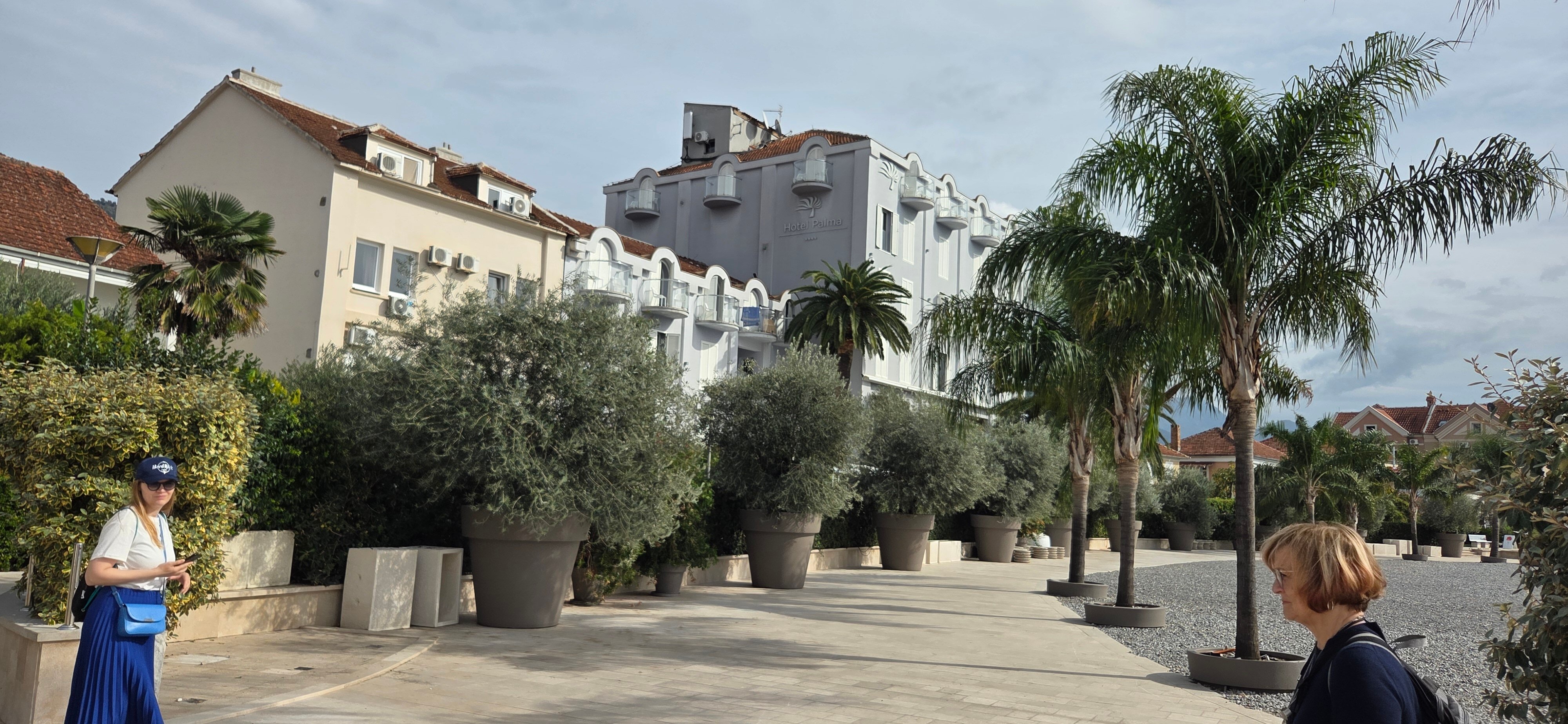 Фото Пальма