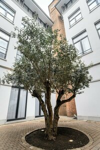 Гостиница Hotel Rubens - Grote Markt