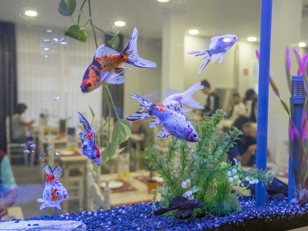 Фото Hotel Victoria