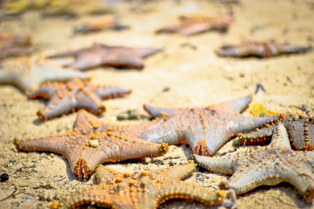 Фото Samaki Lodge