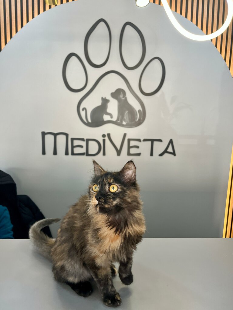 Veterinary clinic MediVeta Veterinary Clinic 24/7 Emergency, Ankara, photo