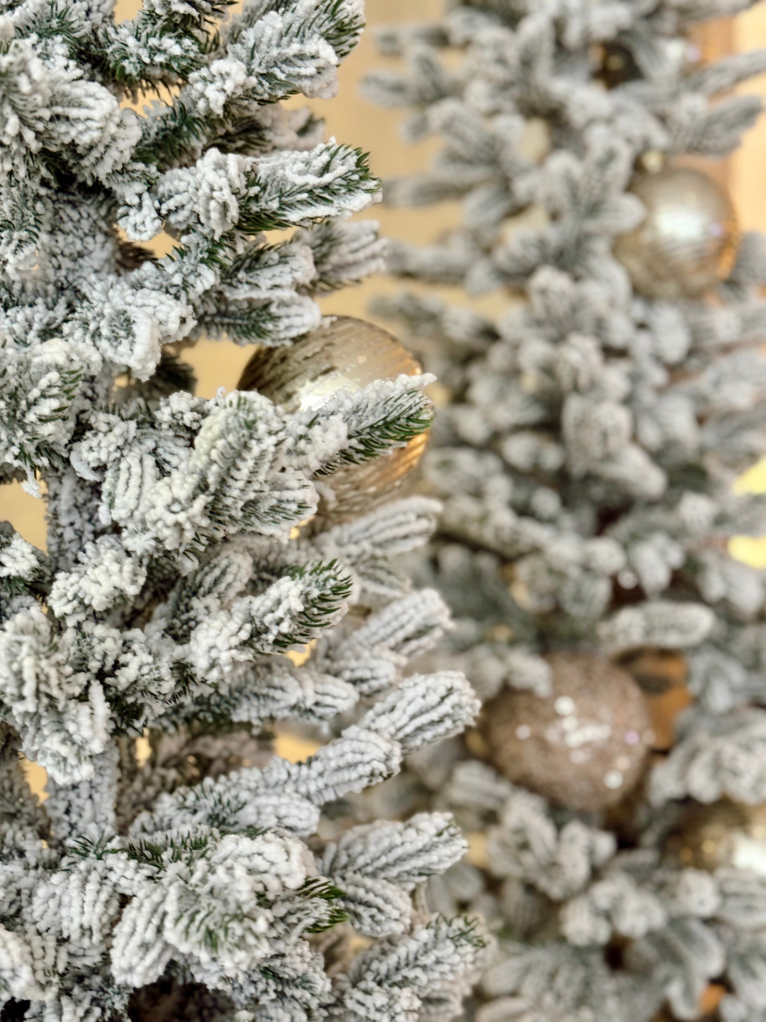 Фото Костас