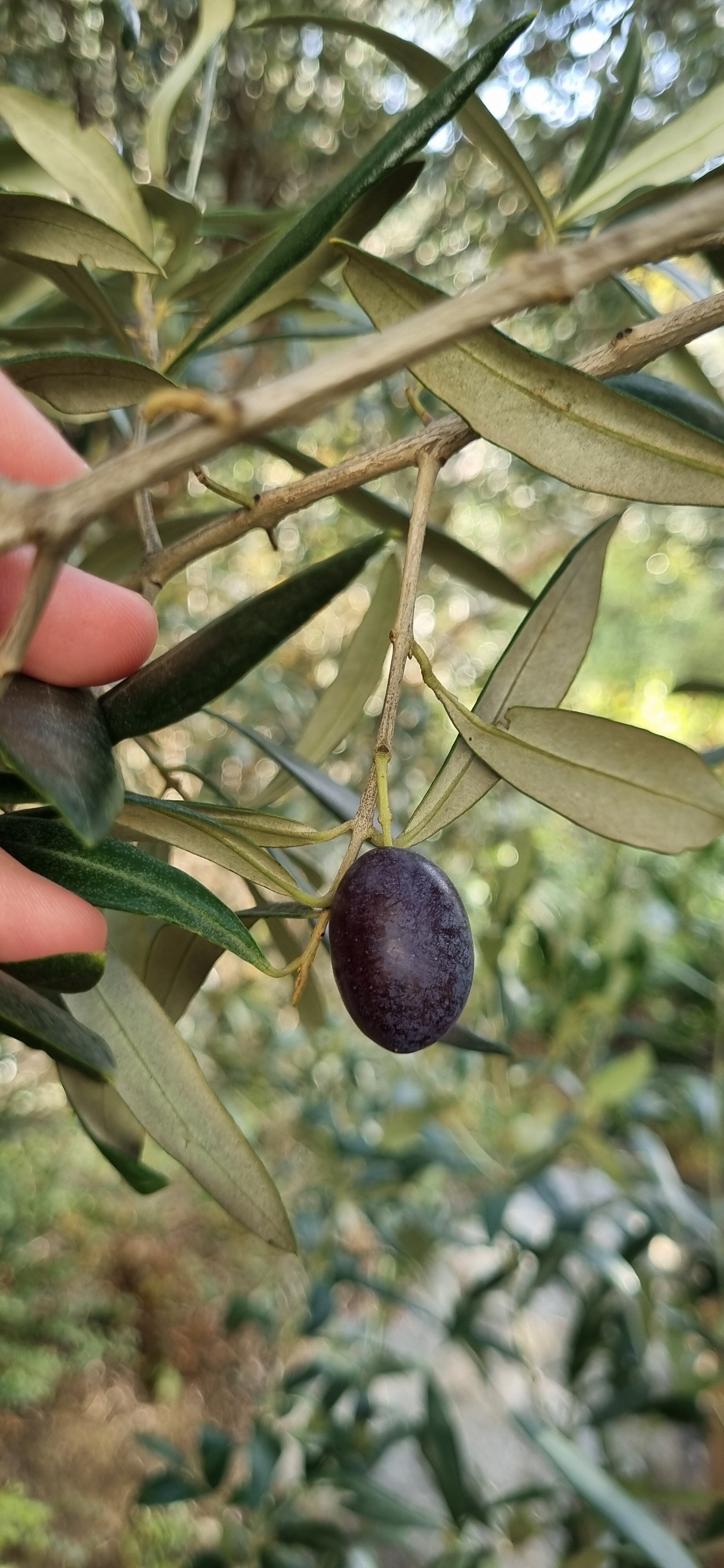 Фото Бригантина