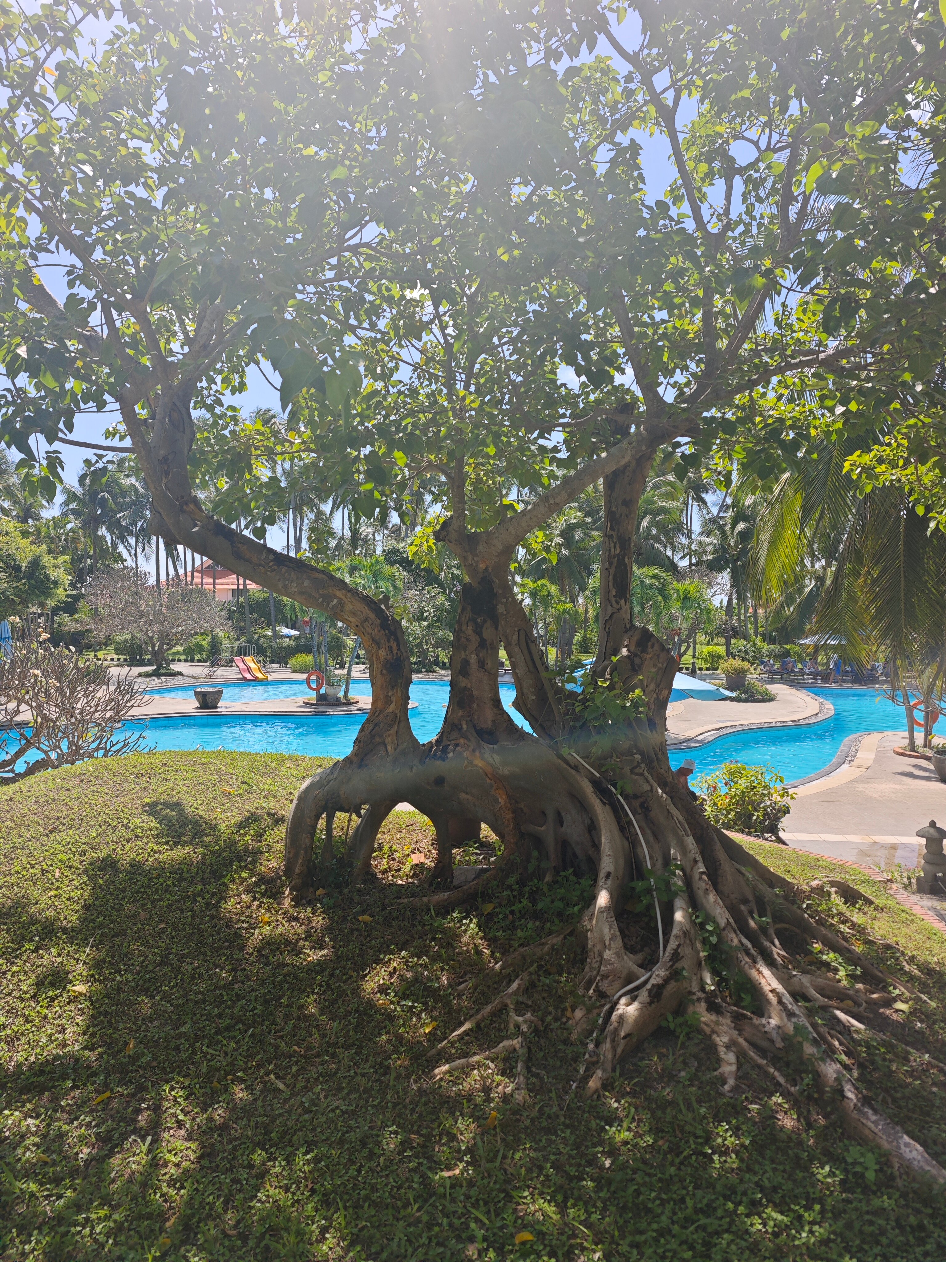 Фото MuiNe Century Beach Resort and SPA