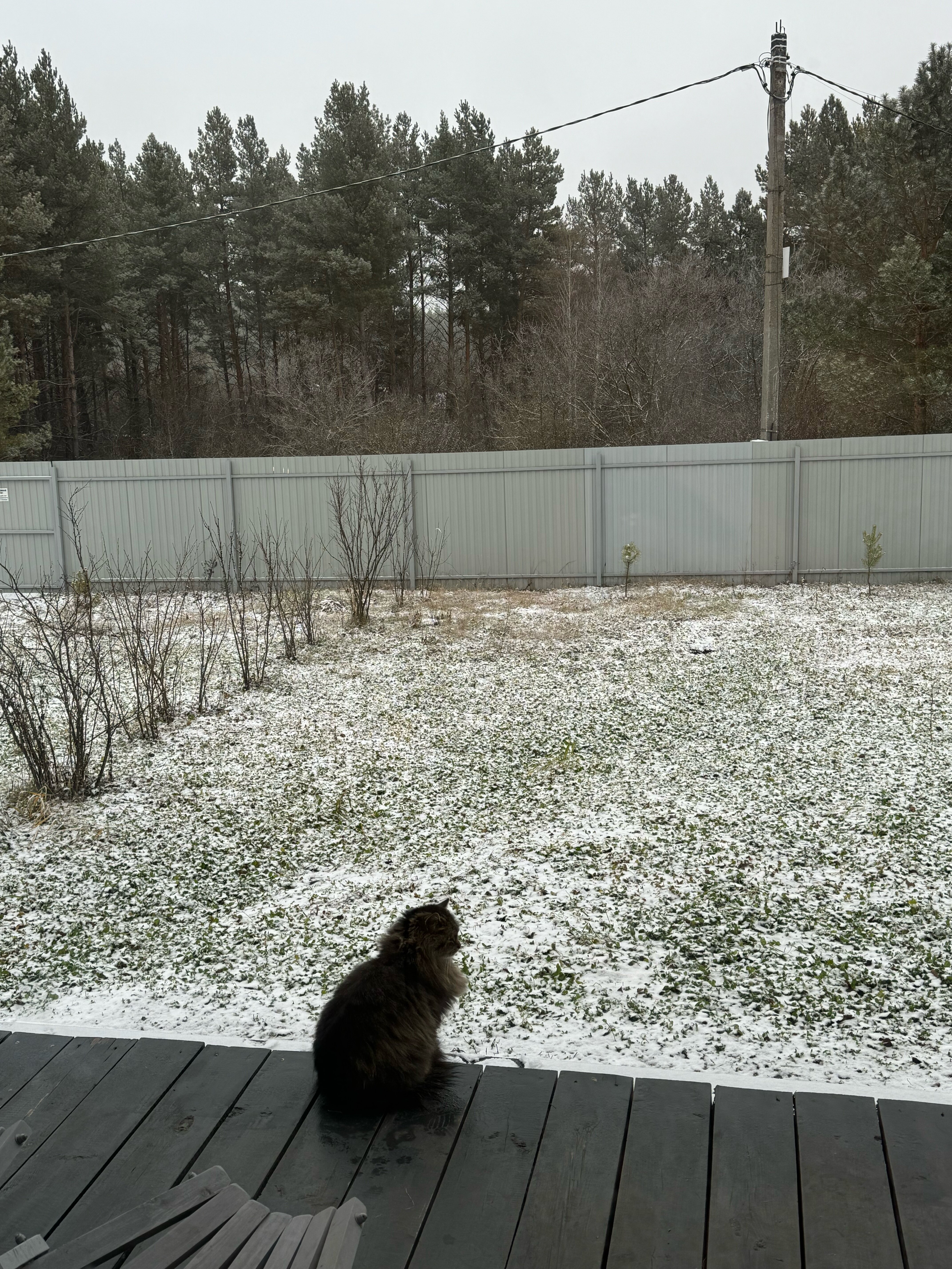 Фото Сосны. Тут