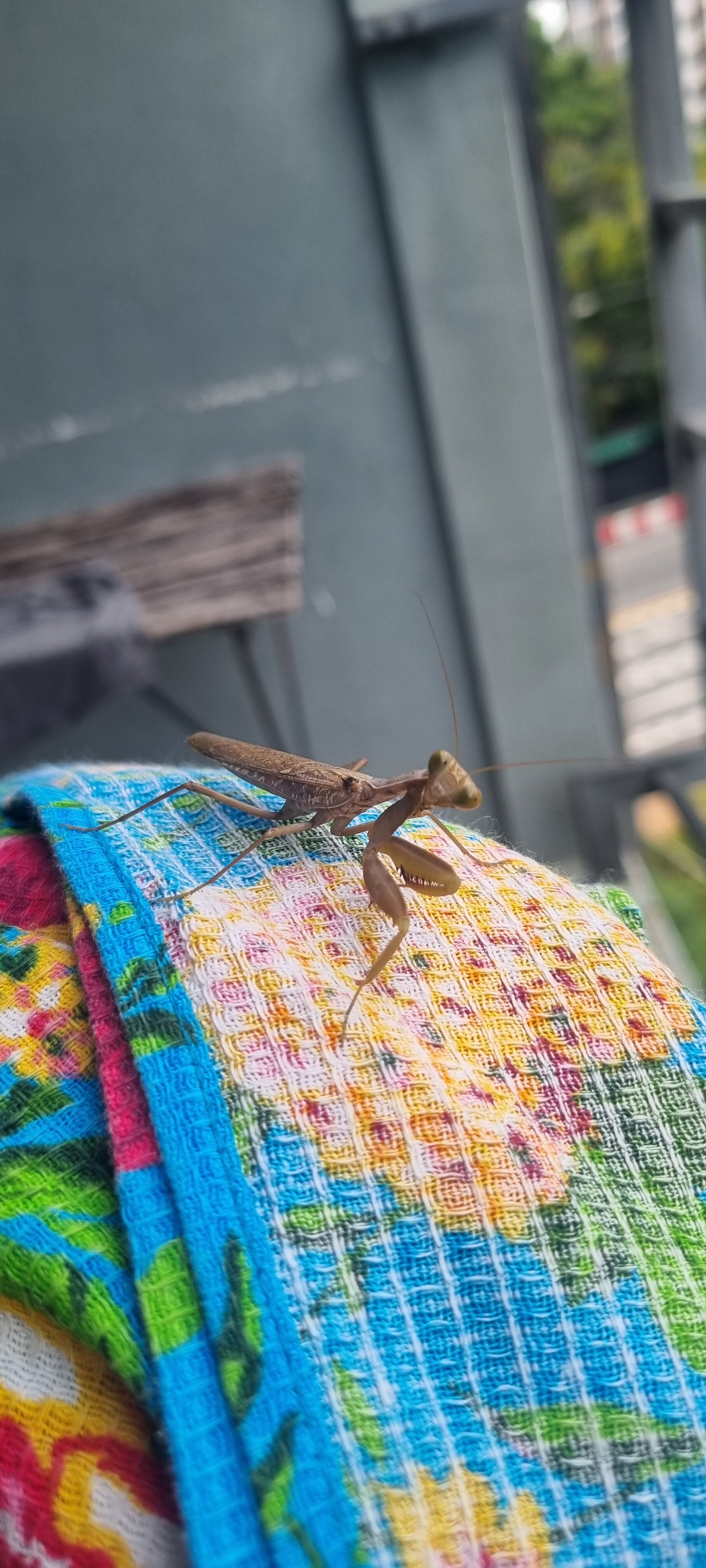 Фото Manita Boutique Hotel