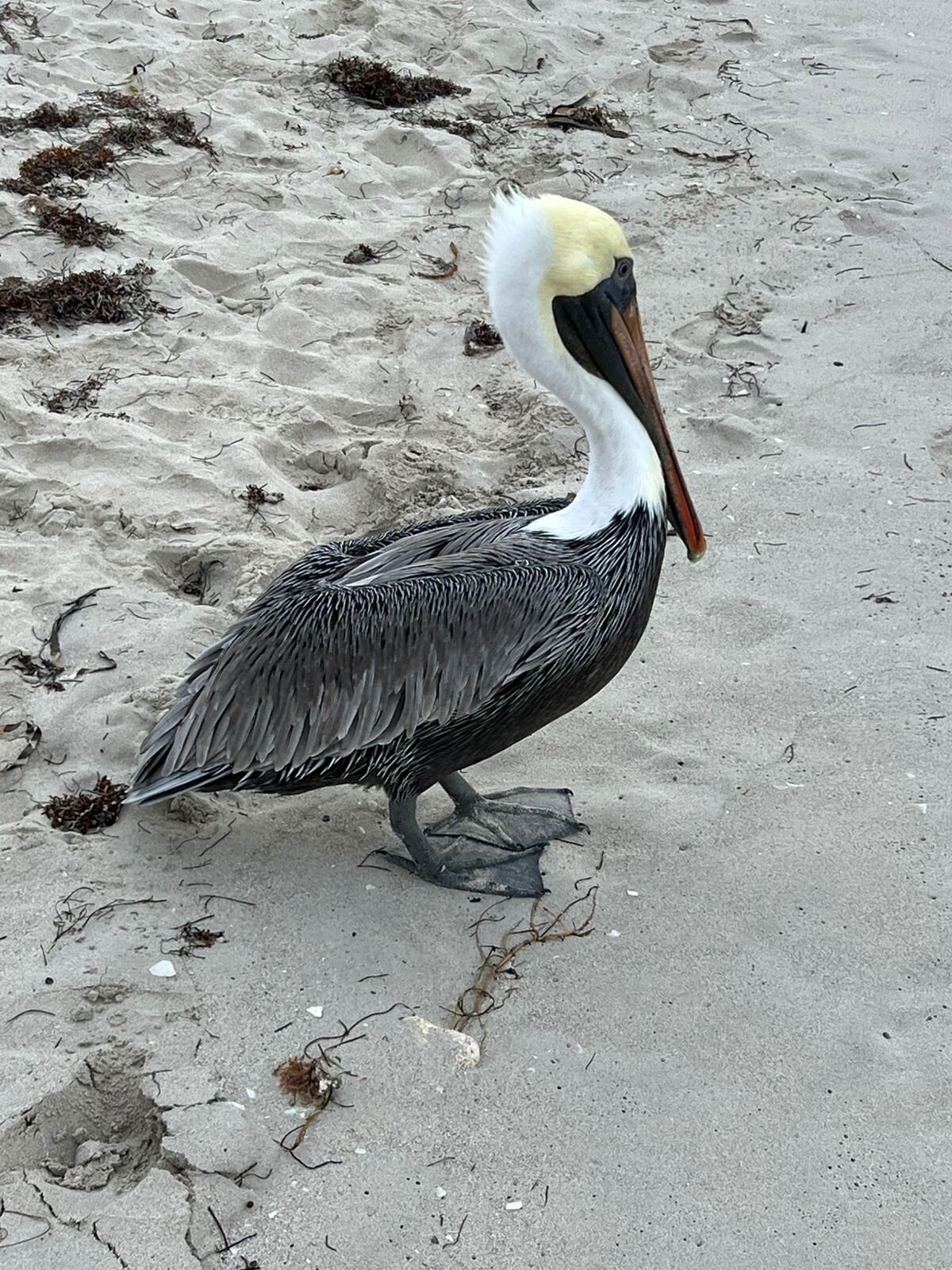 Фото Roc Arenas Doradas