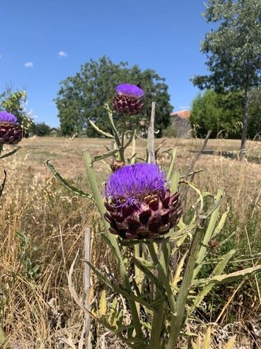 Гостиница Les Gonies в Вильневе-сюре-Ло