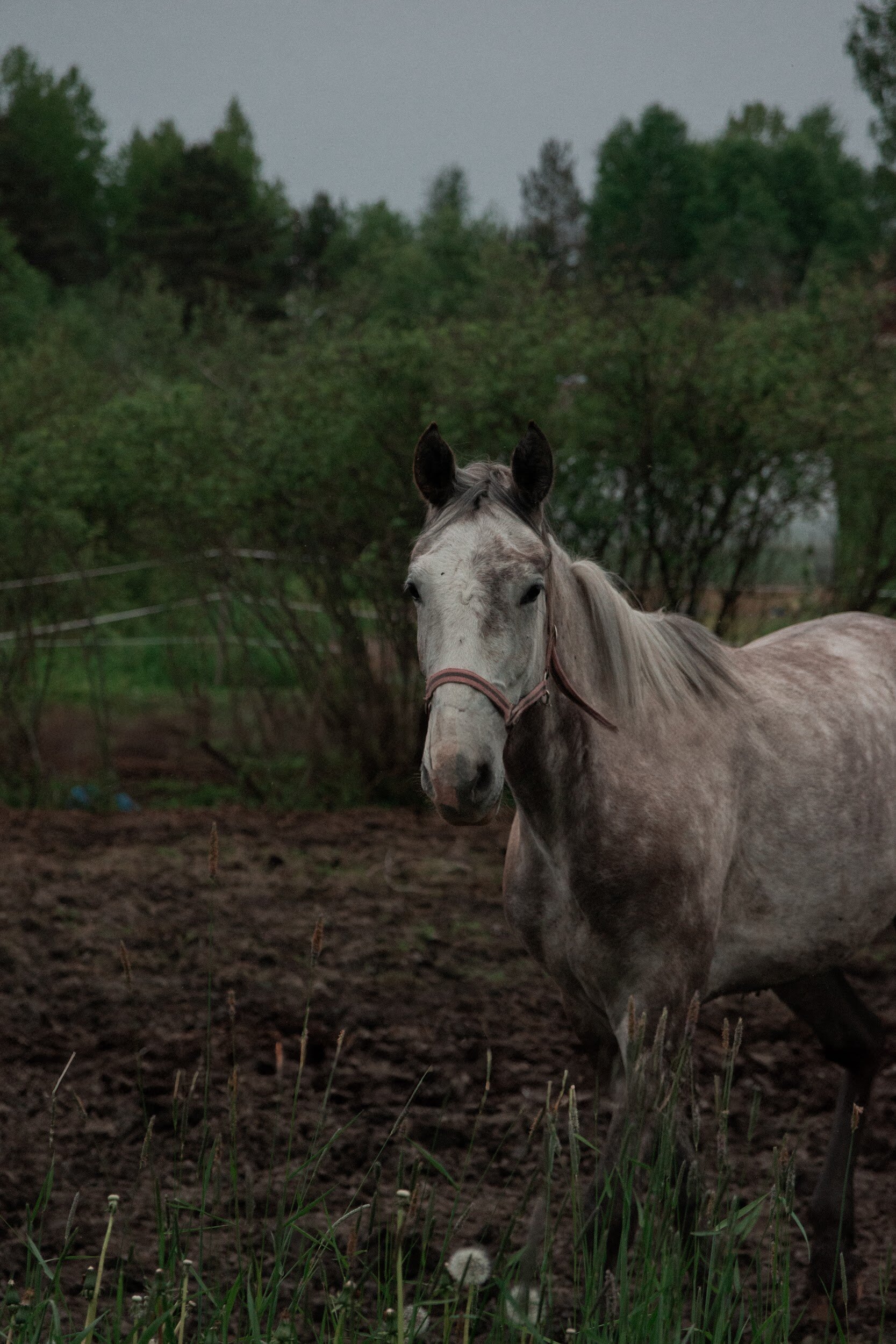Фото Полянка