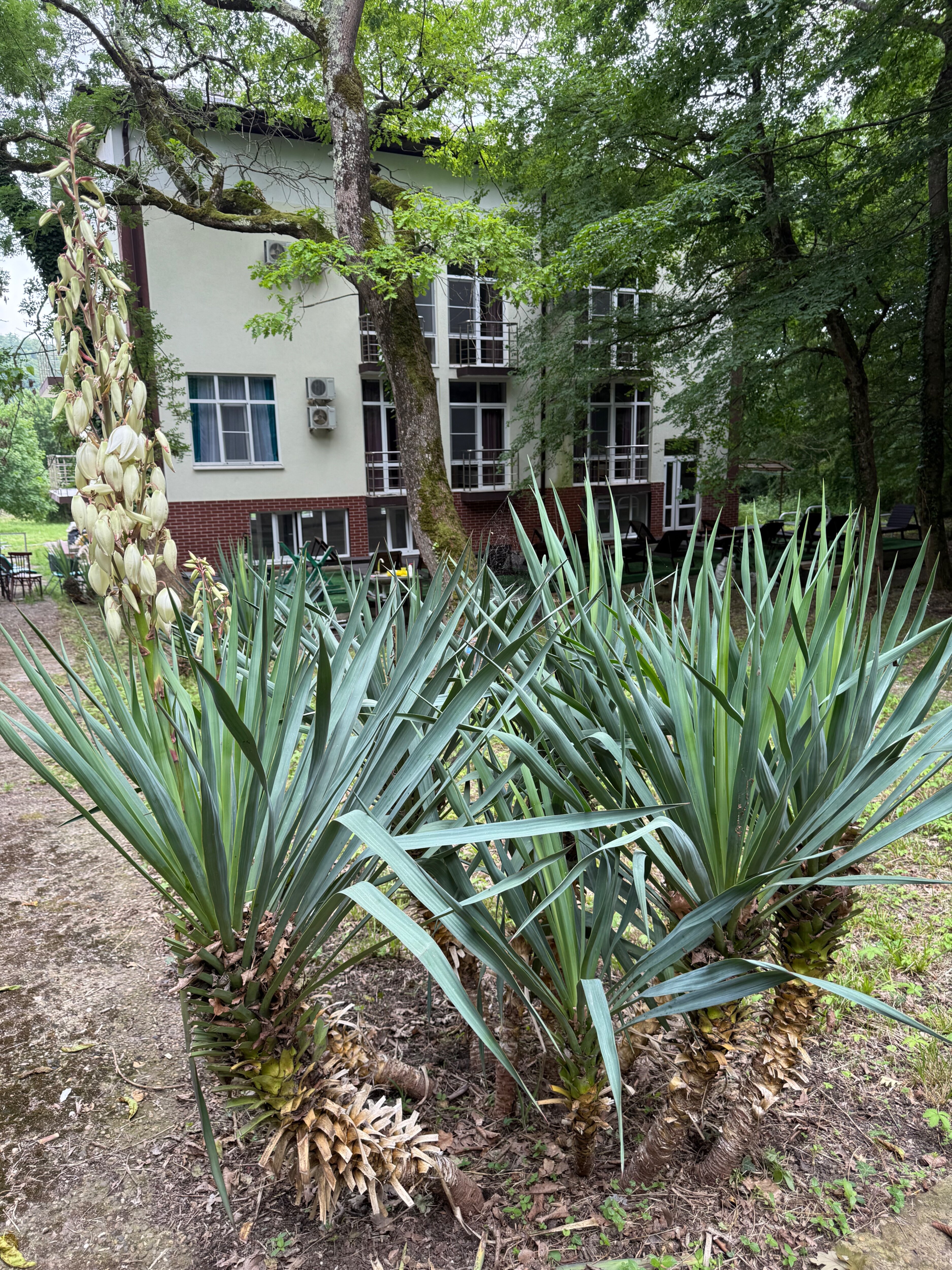 Фото Росинка