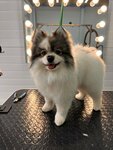 BonifacyGroom (Stroiteley Street, 30с3), salón de mascota, peluquería de animales