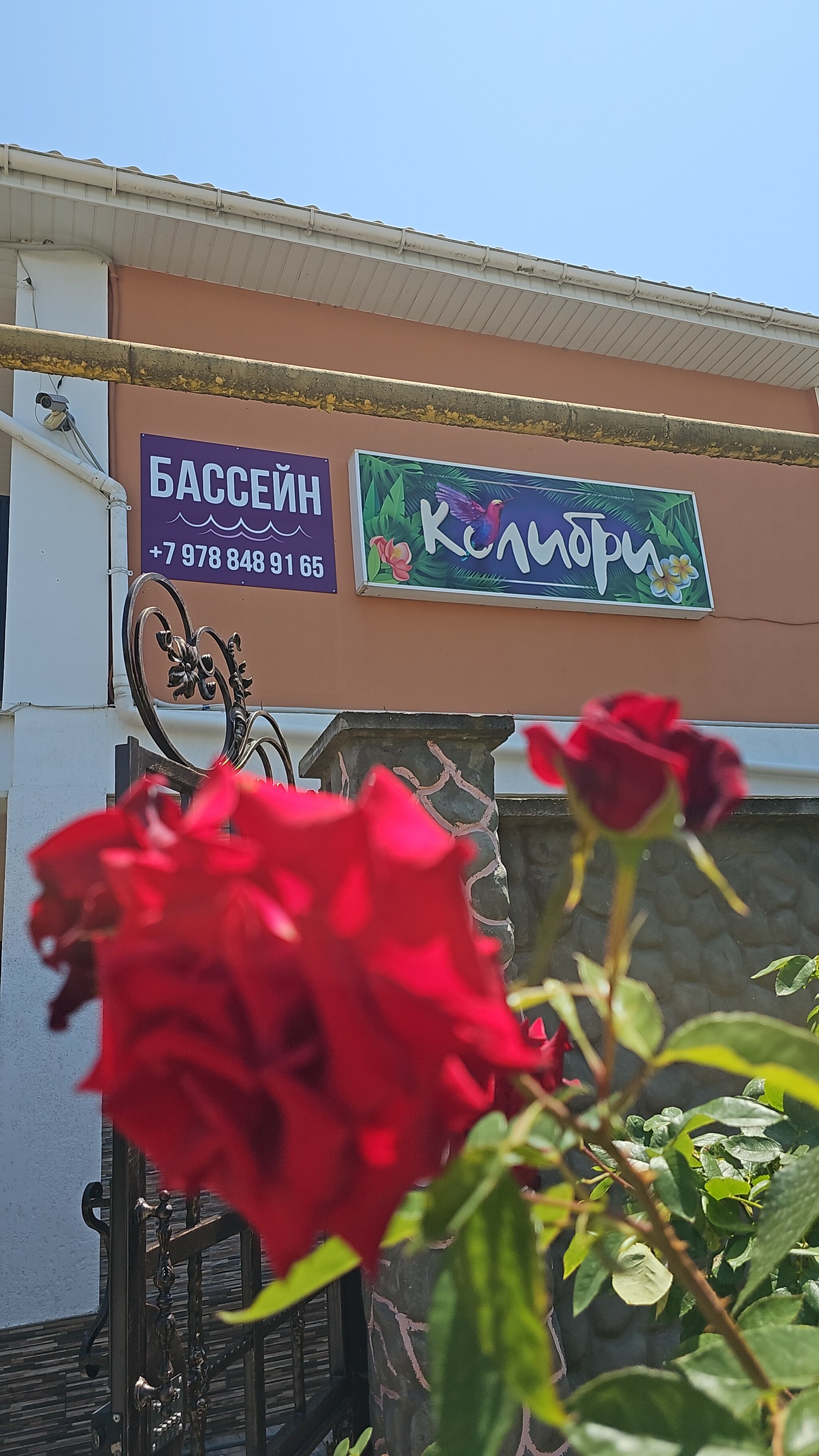 Фото Колибри