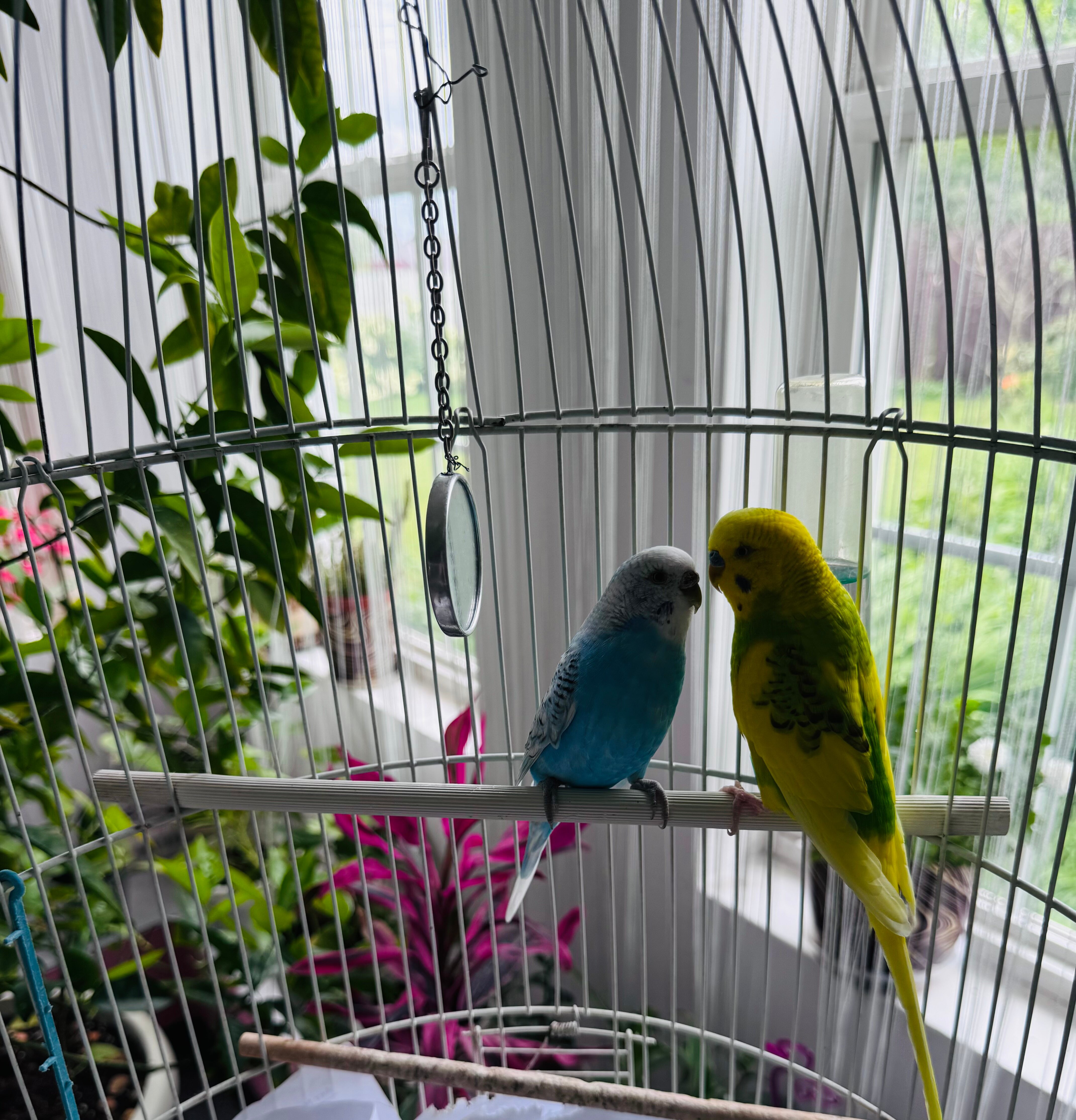 Фото Орхидея