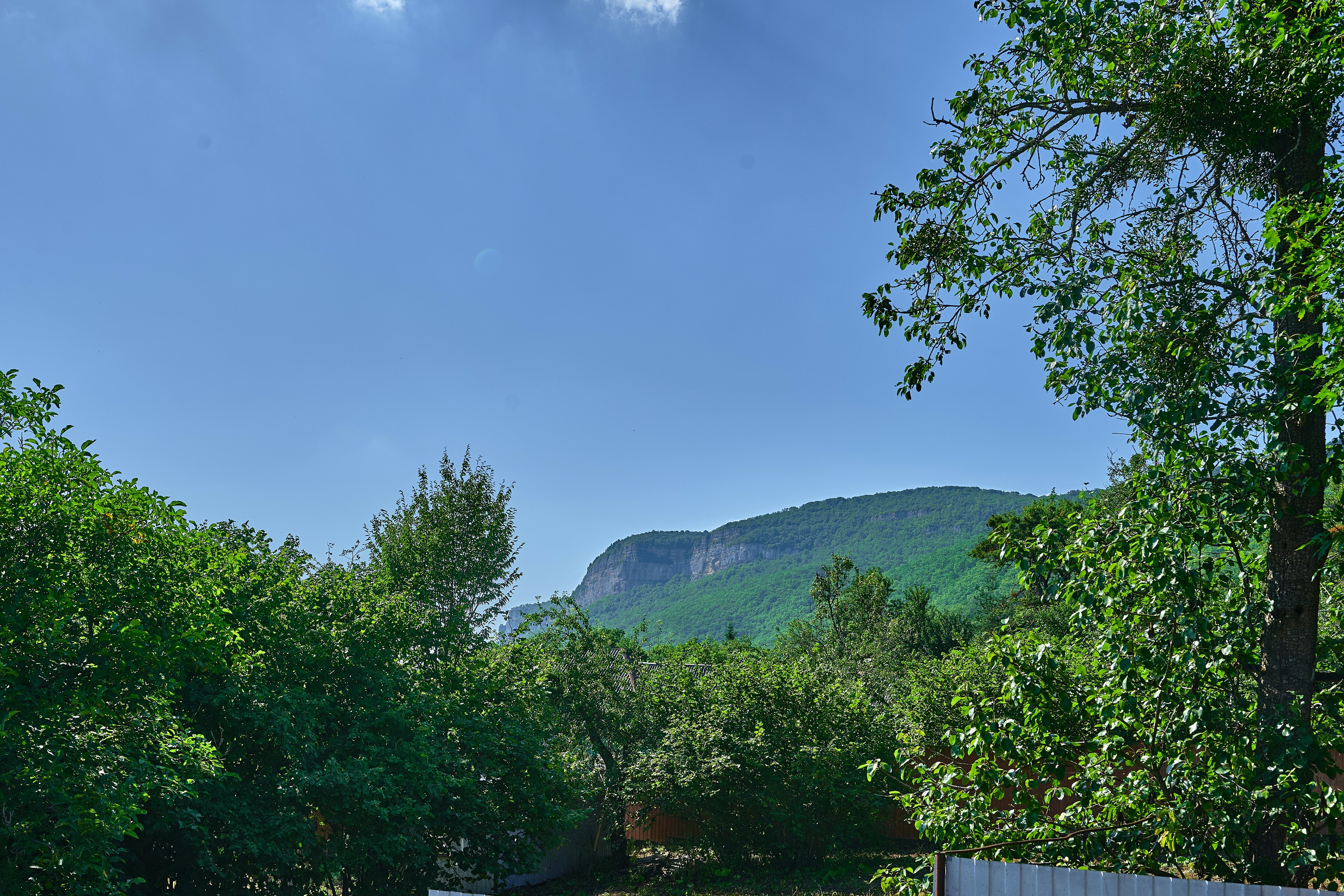 Фото Горная мята