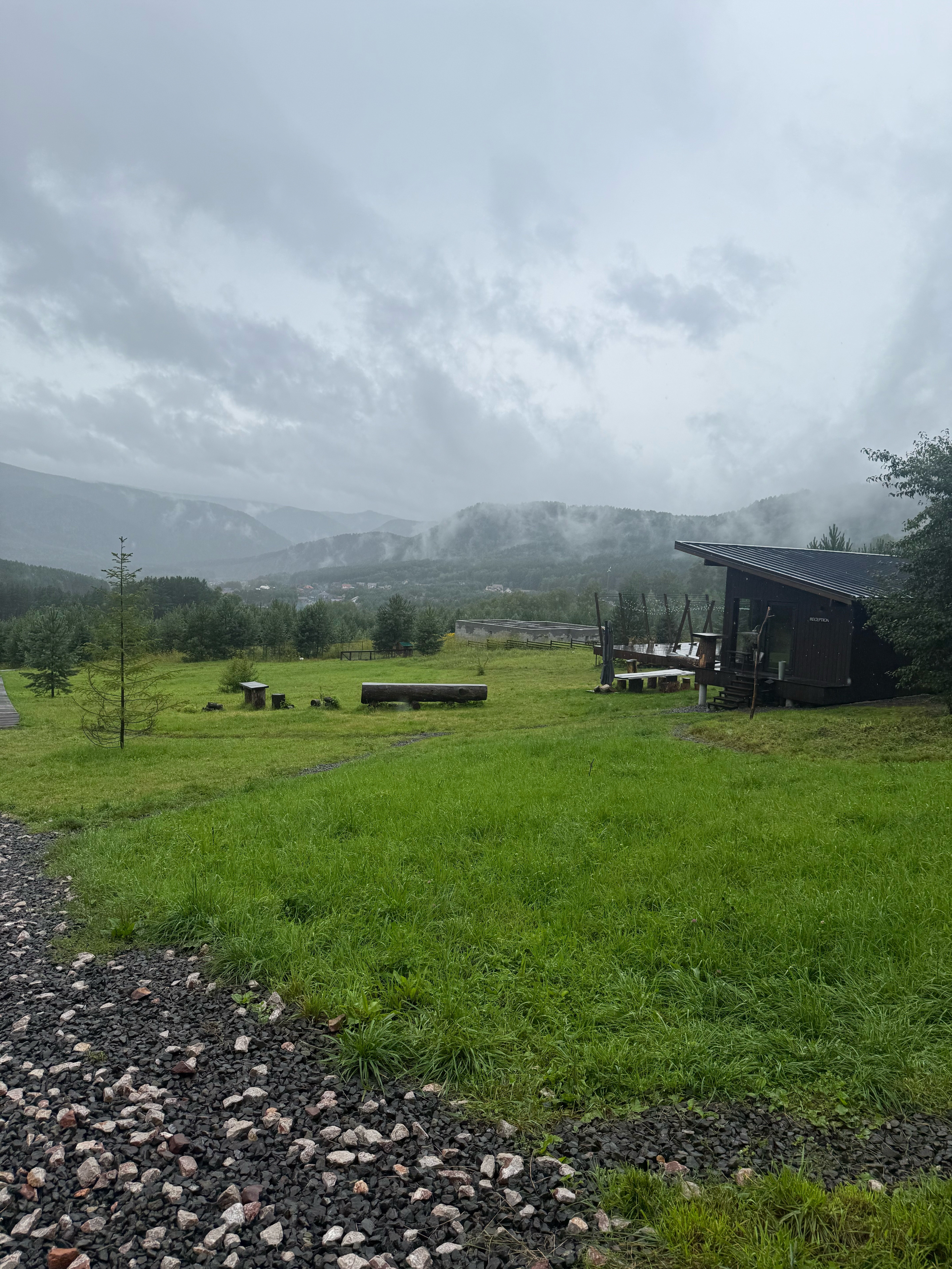 Фото Блэк пайн