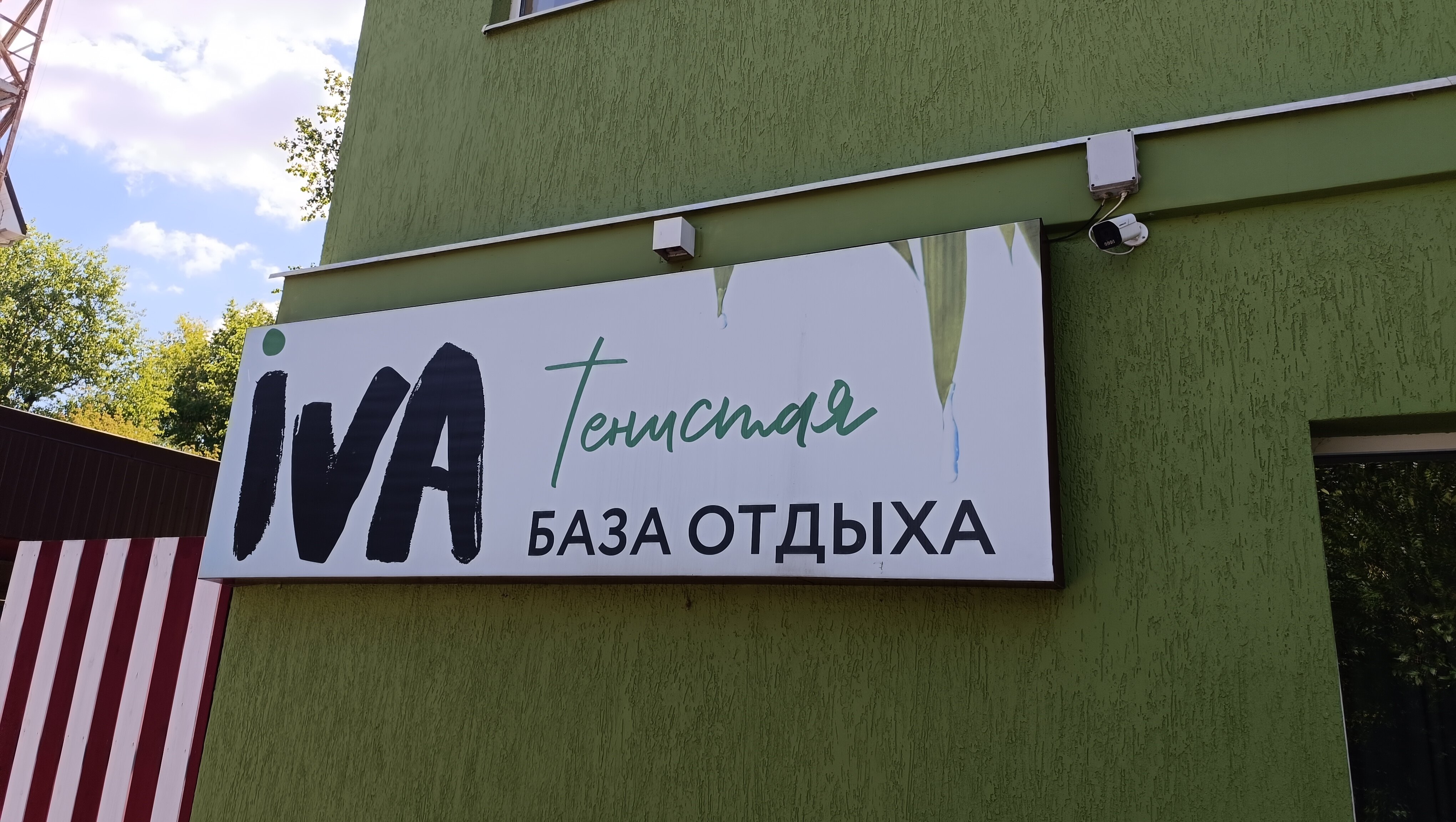 Фото Iva тенистая