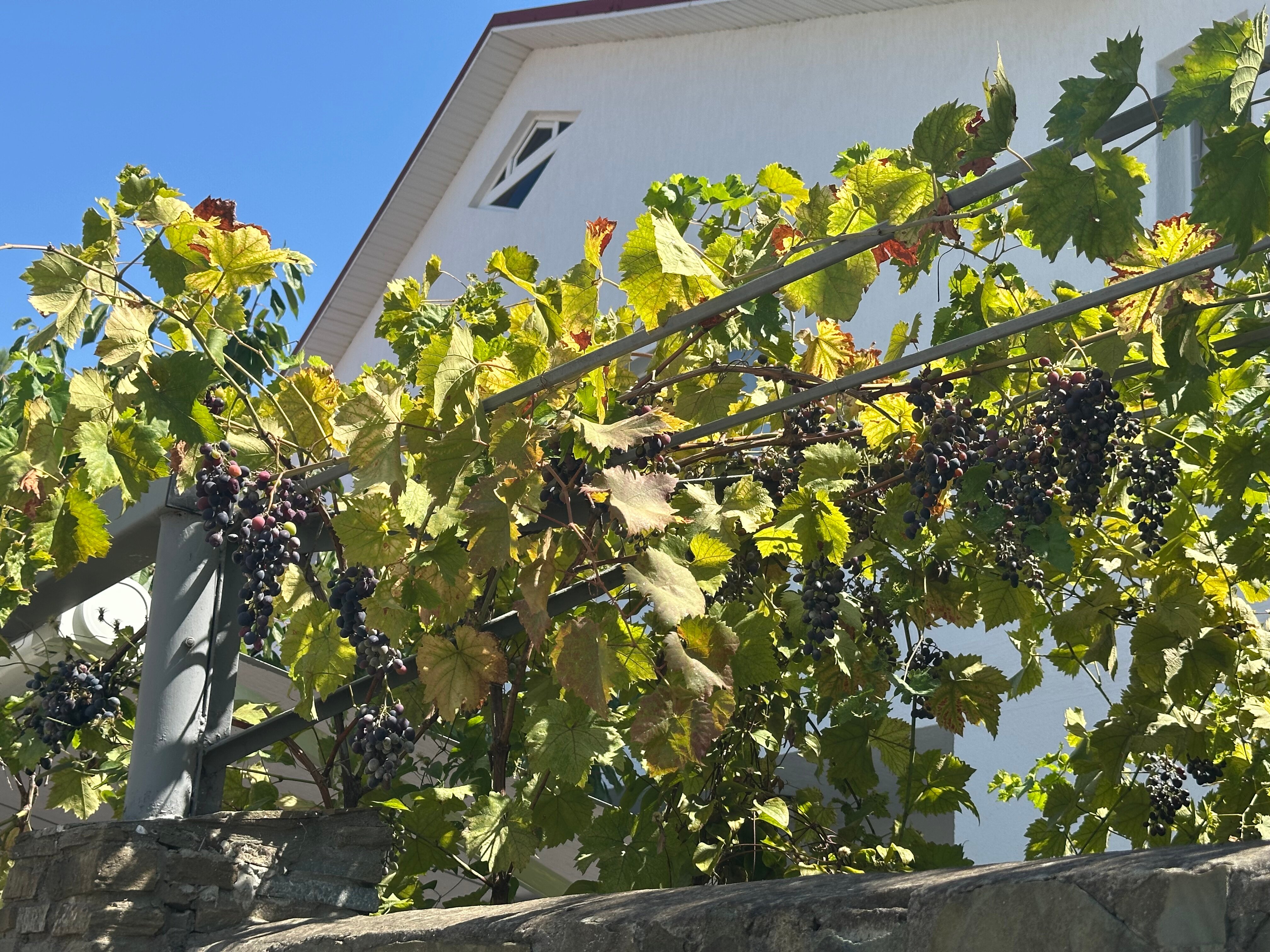 Фото Абрикос