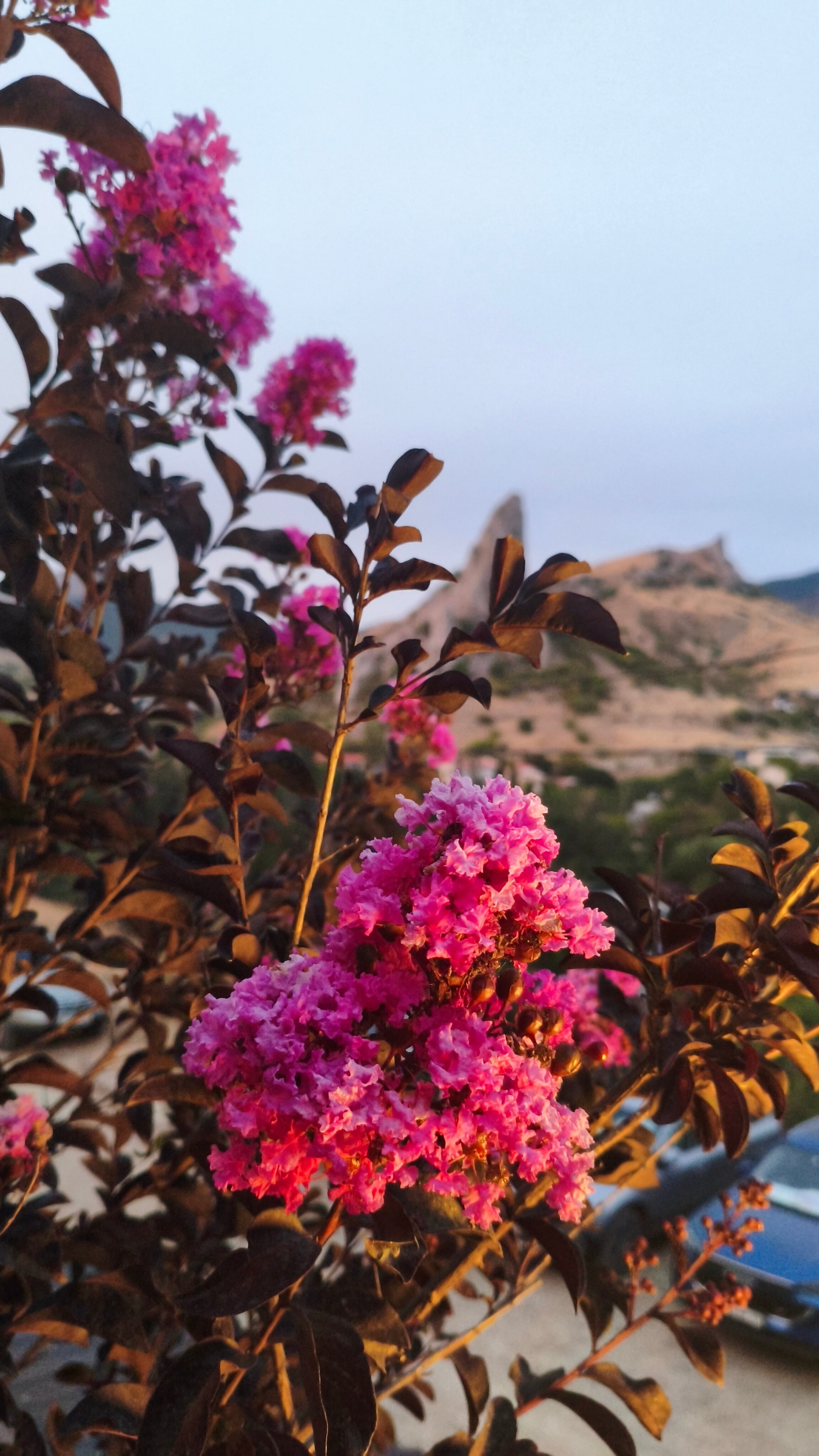 Фото Олимпия