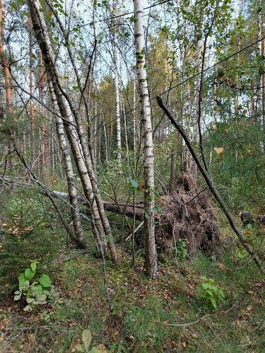 Волховтағы секс