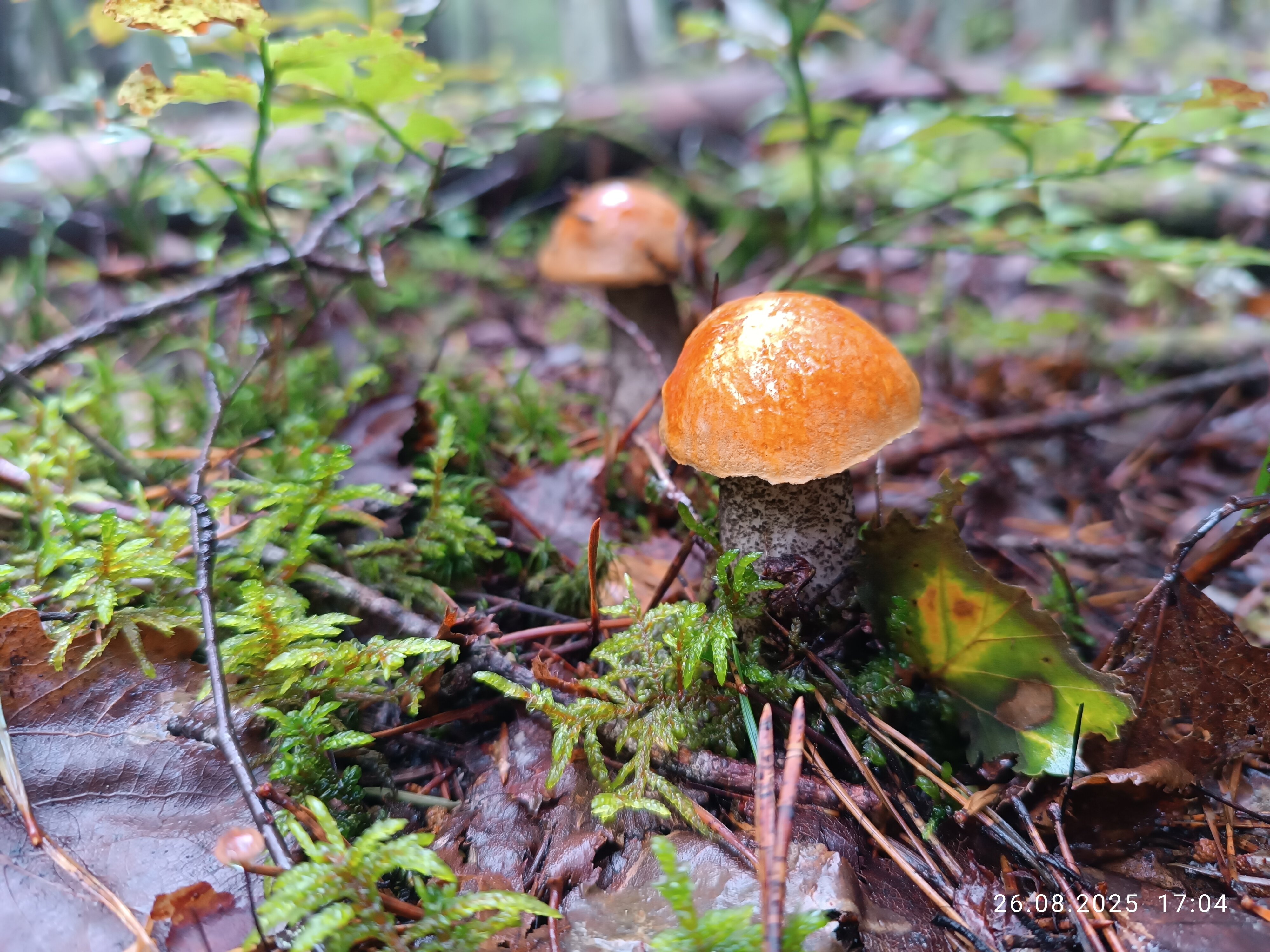 Фото Видлицкий уголок