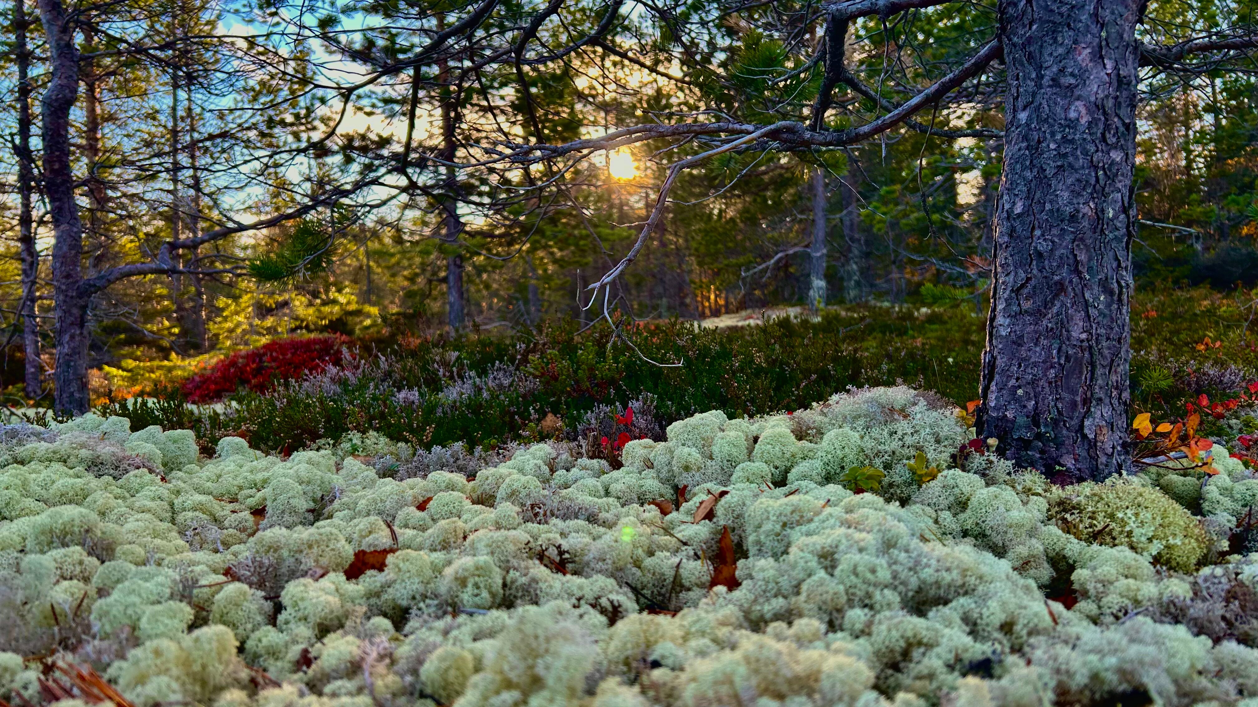 Фото Полярный круг