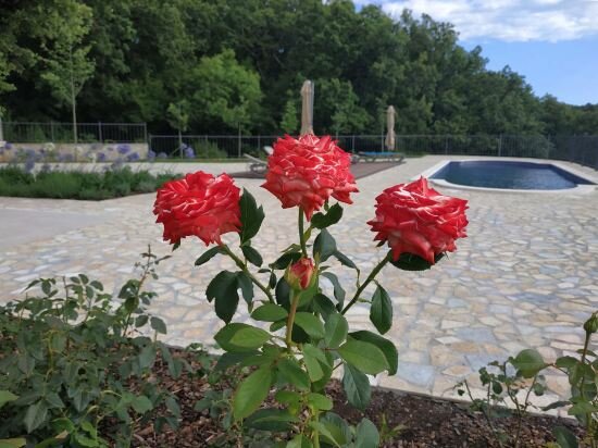 Фото Oak Leaf Residences