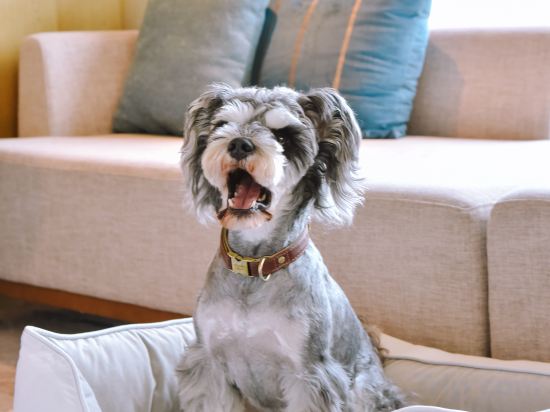 Фото Oaks Chengdu At Cultural Heritage Park